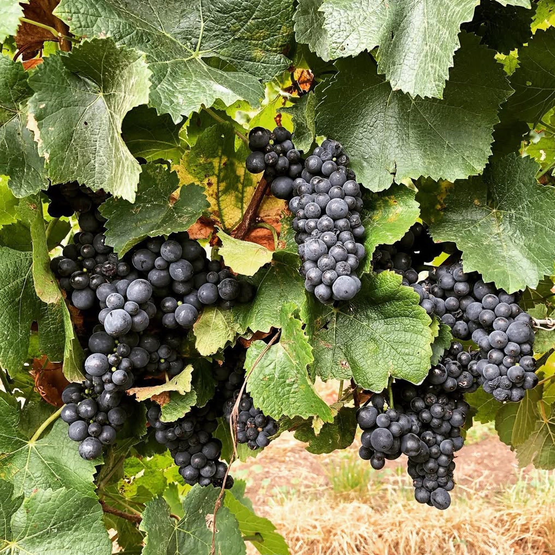 Bannockburn Pinot Noir 2025