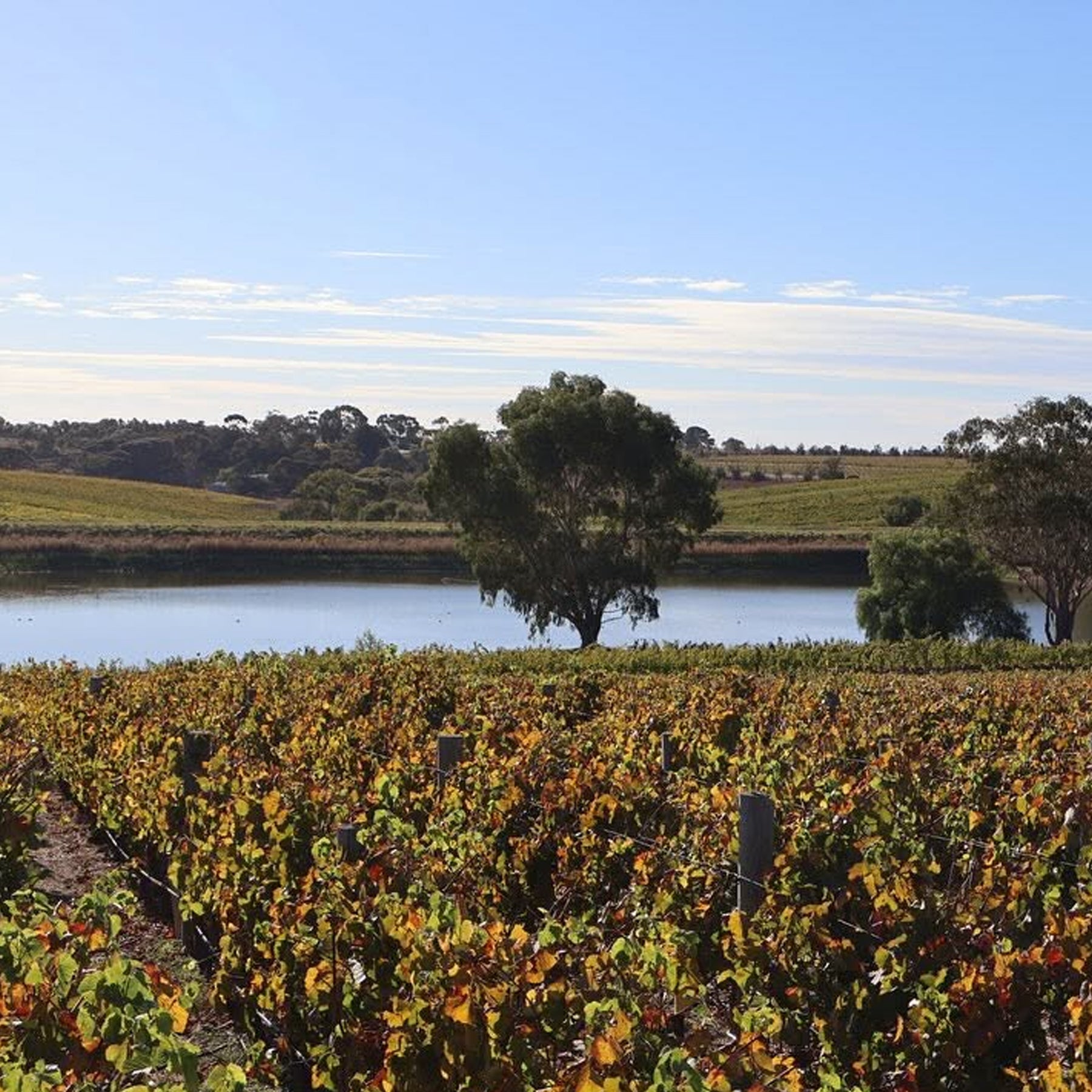 Bannockburn Pinot Noir 2025