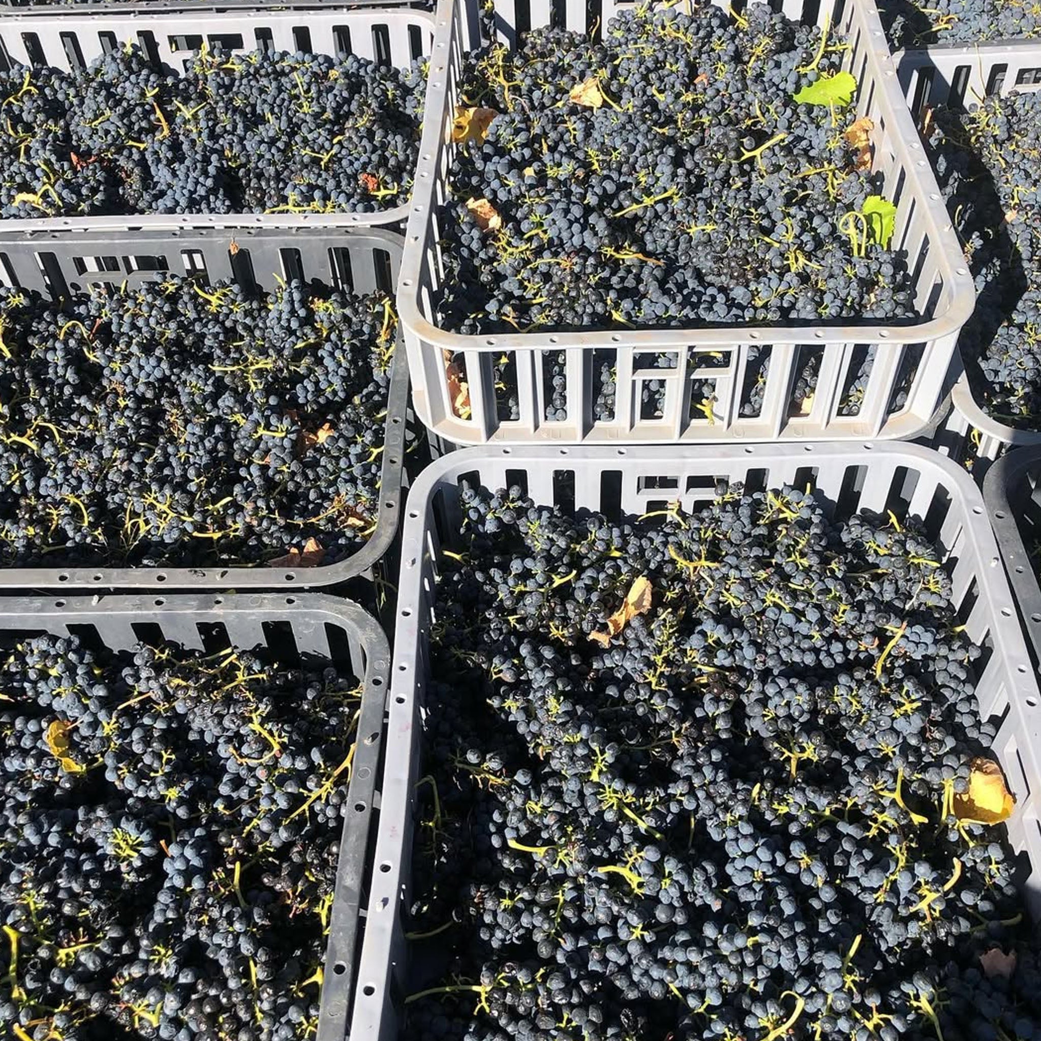 Barr-Eden Estate Love Over Gold Shiraz 2019