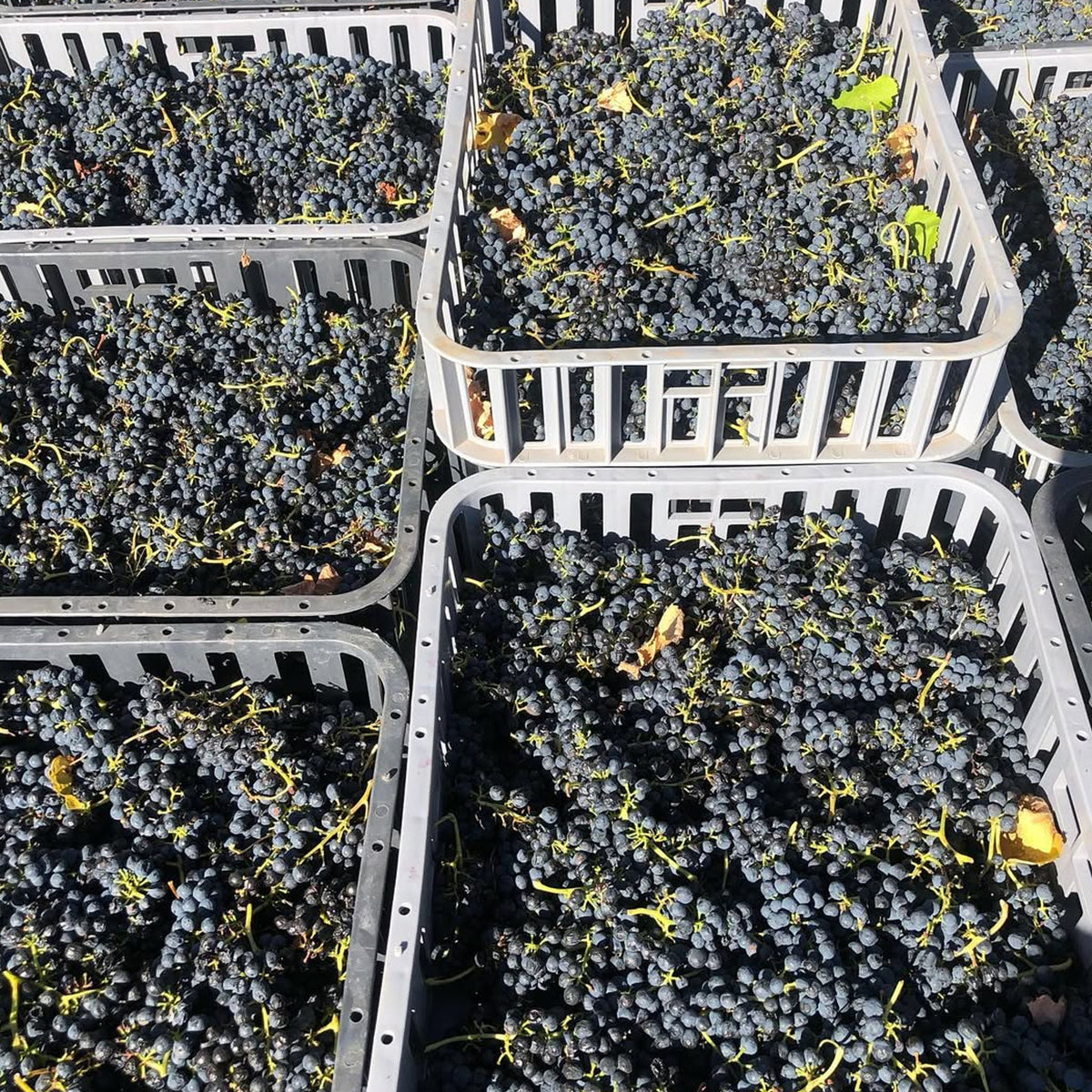 Barr-Eden Estate Love Over Gold Shiraz 2019