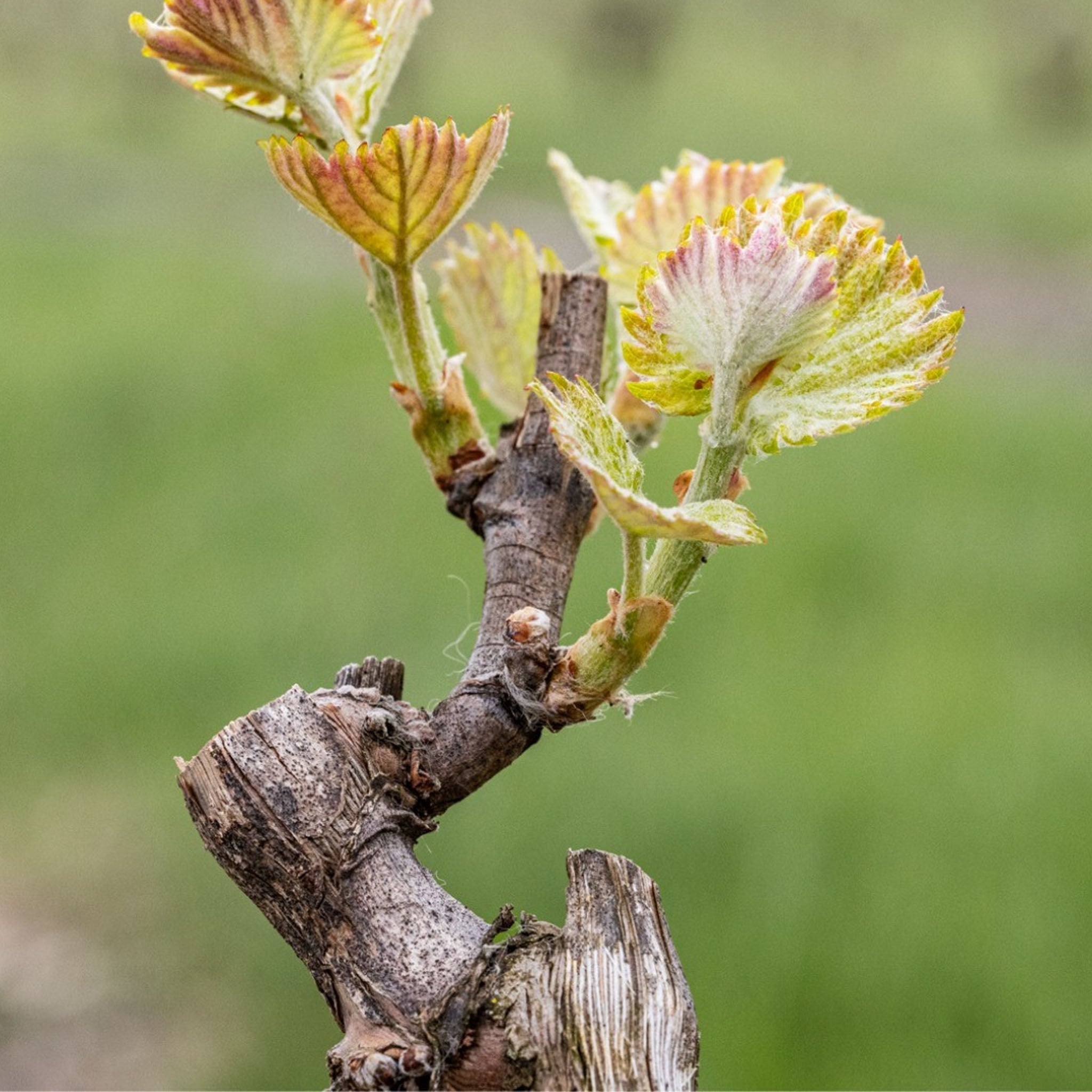 Barr-Eden Estate Love Over Gold Shiraz 2019