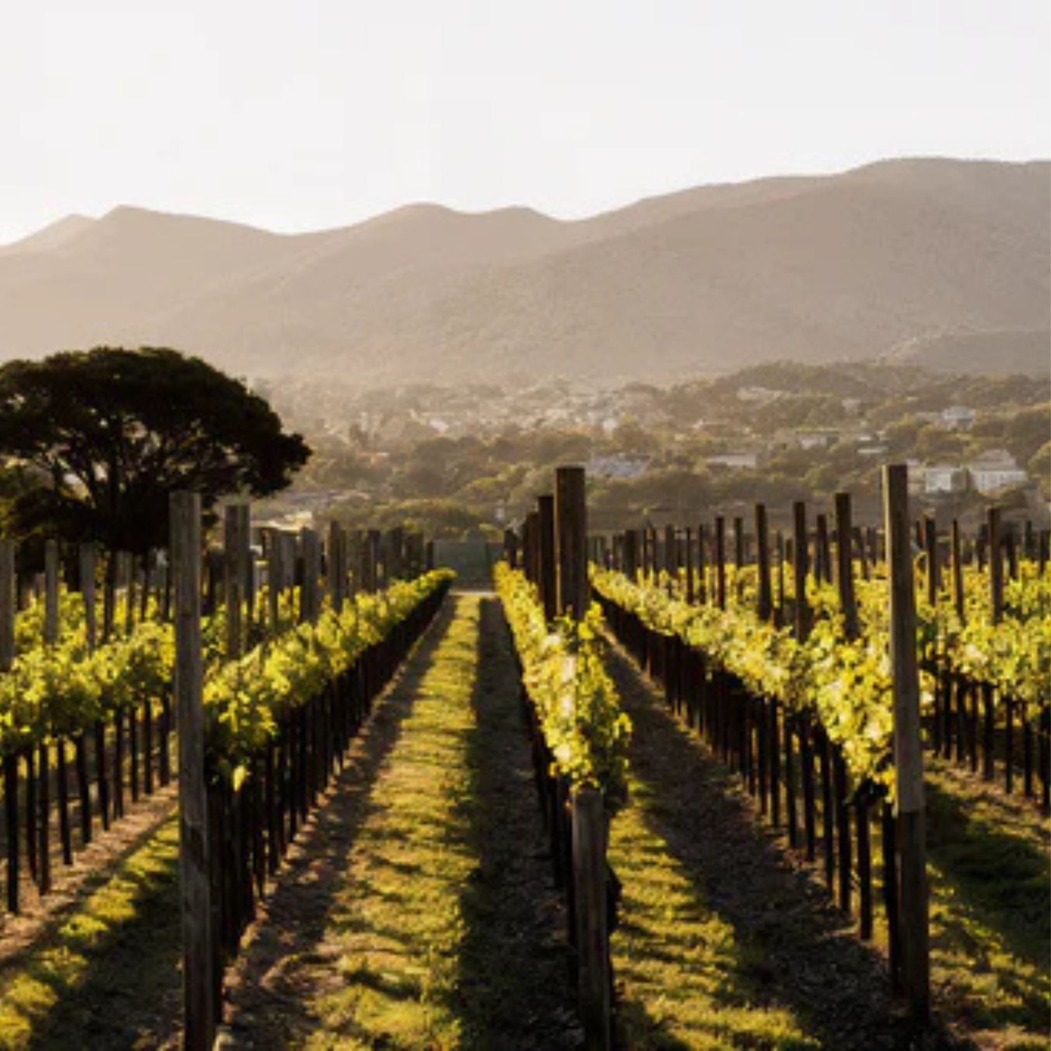 Barringwood Estate Pinot Noir 2024
