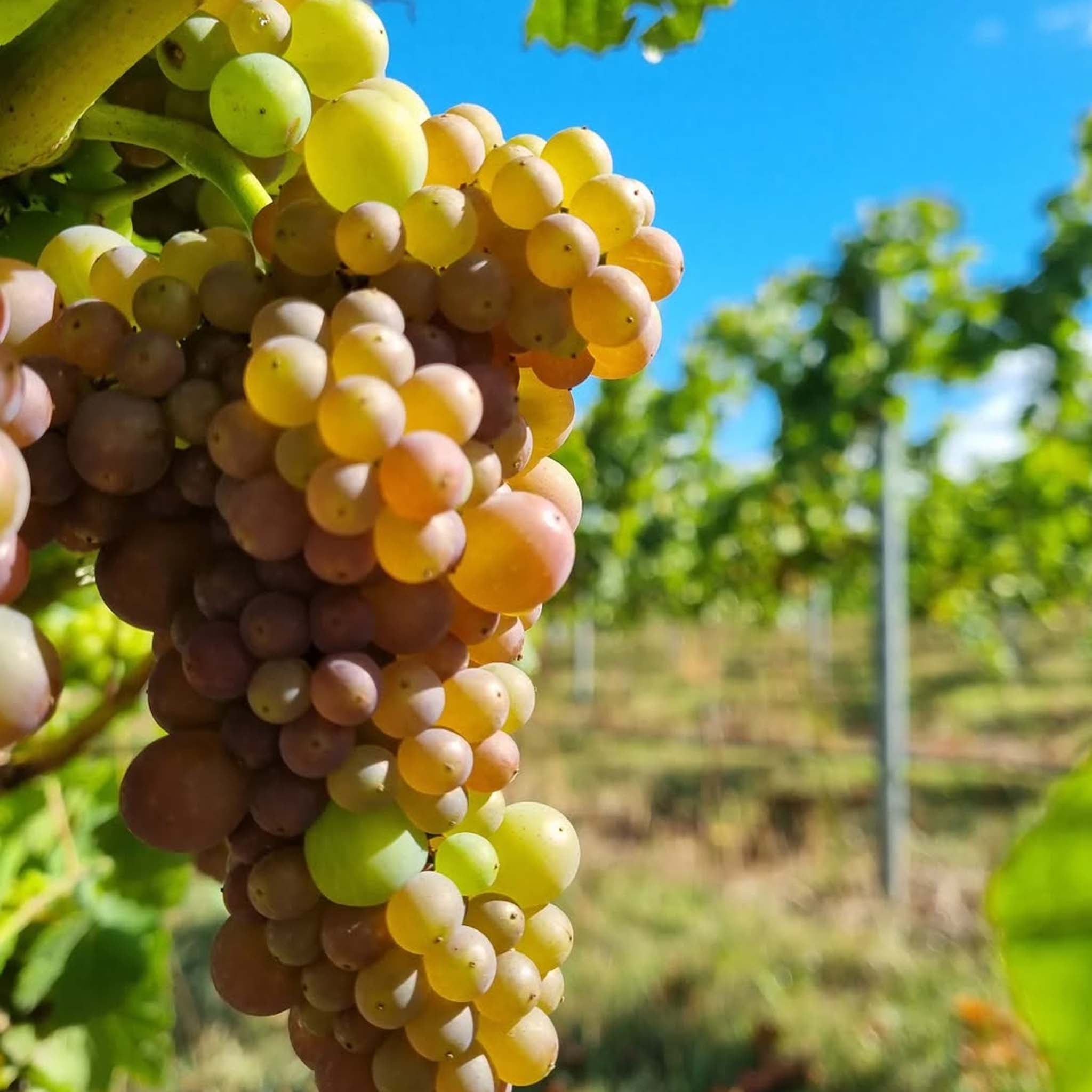 Barringwood Estate Chardonnay 2024