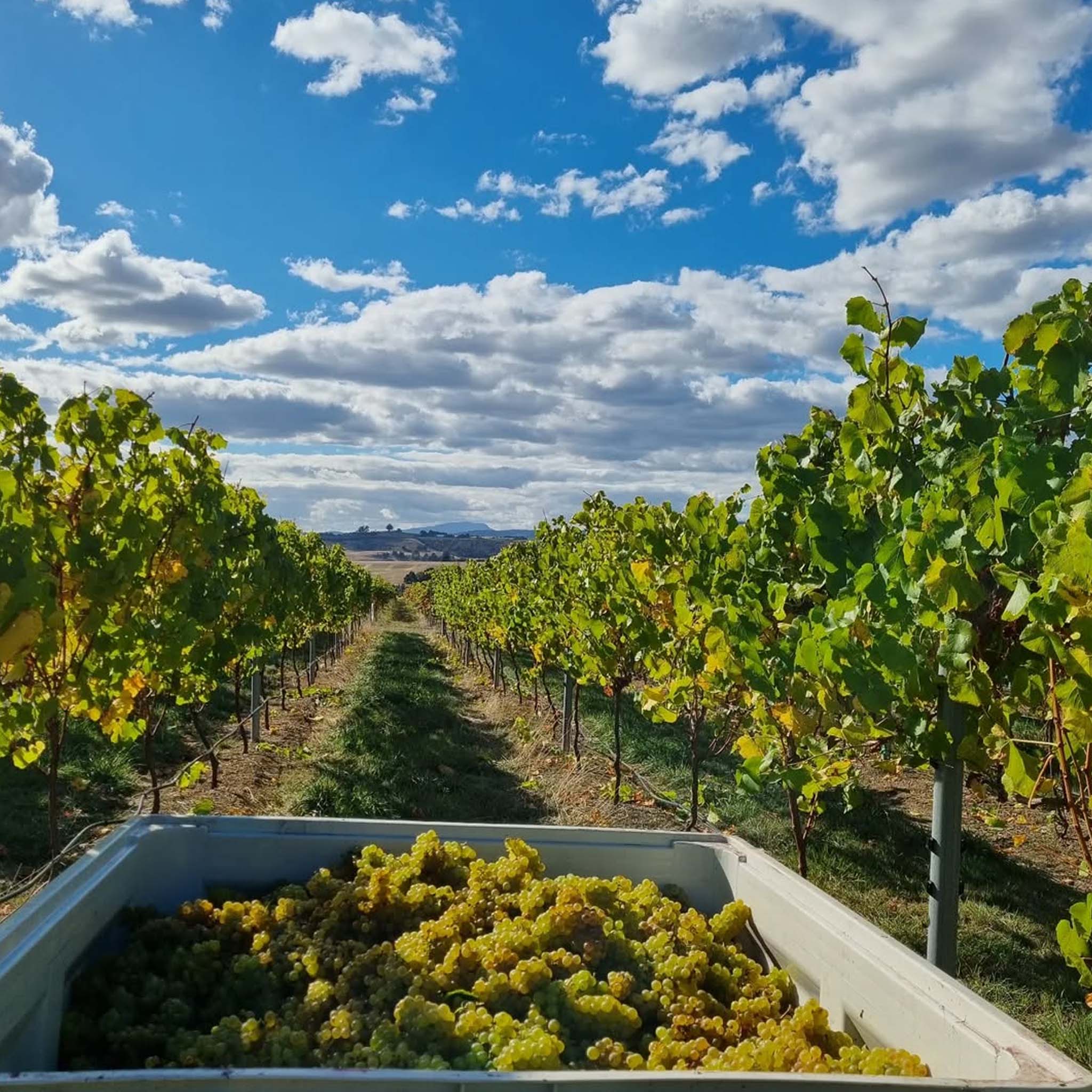 Barringwood Estate Chardonnay 2024