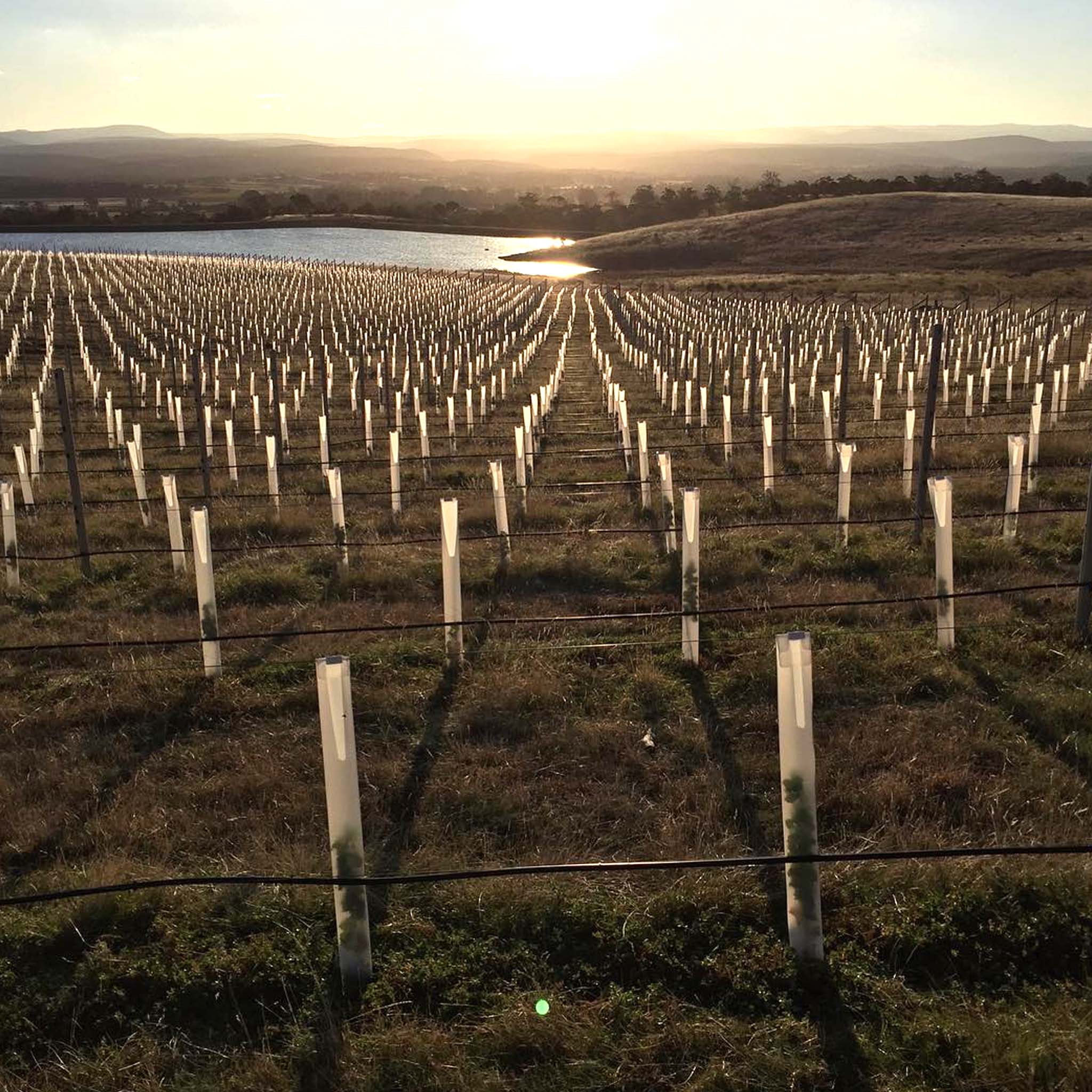 Barringwood Estate Chardonnay 2024