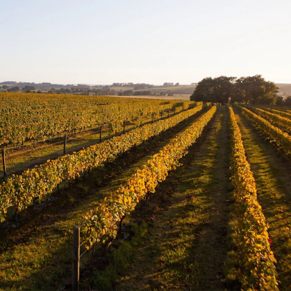 Bass Phillip Estate Pinot Noir 2024