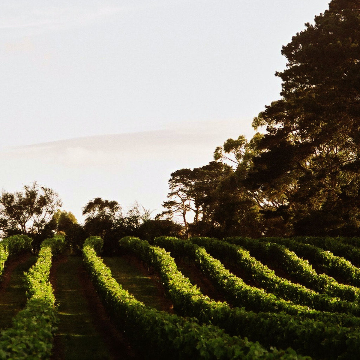 Bass Phillip Estate Chardonnay 2021 1.5L
