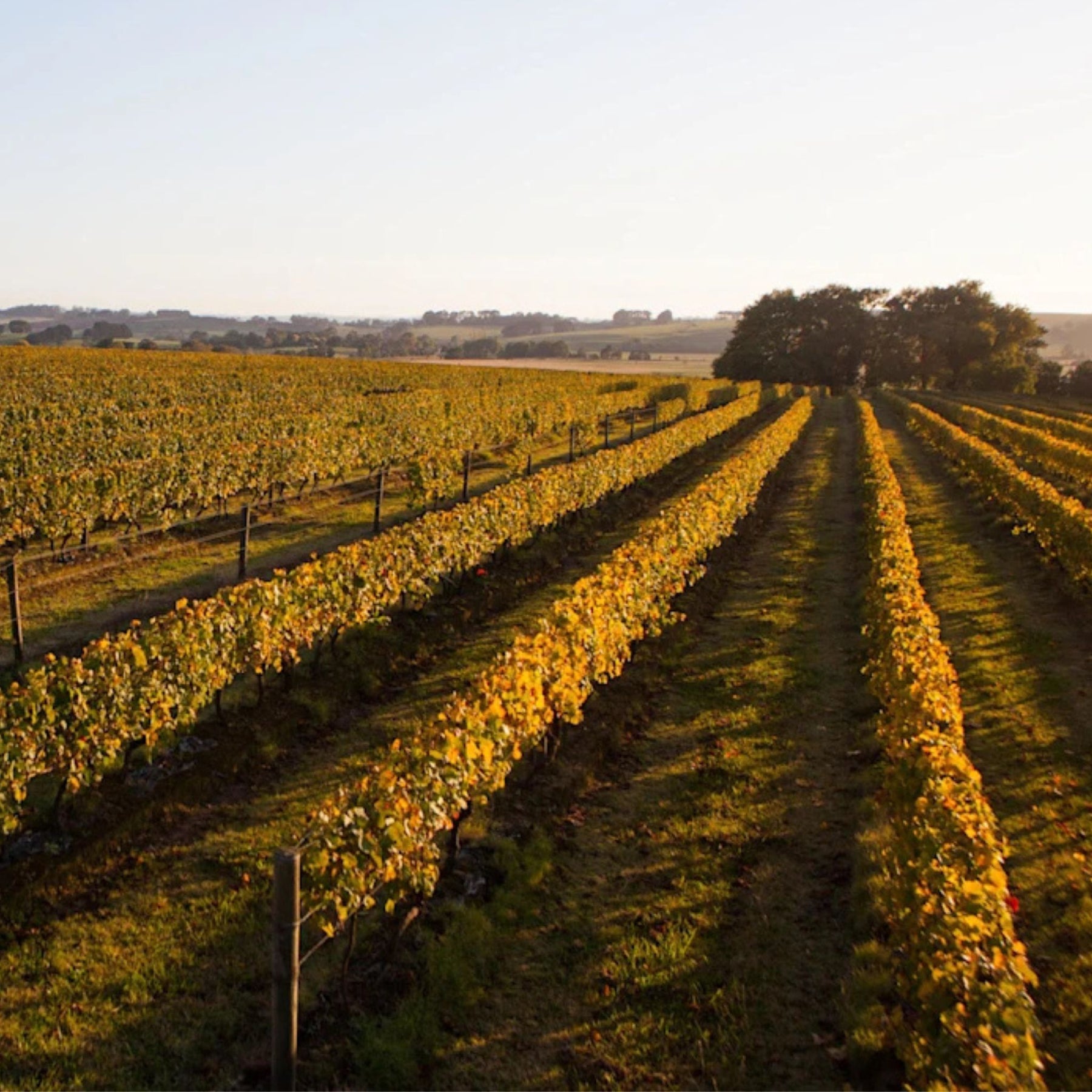 Bass Phillip Estate Chardonnay 2024