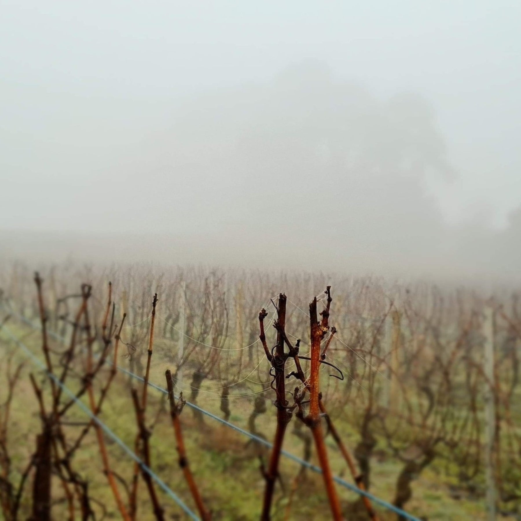 Bass Phillip Estate Chardonnay 2024