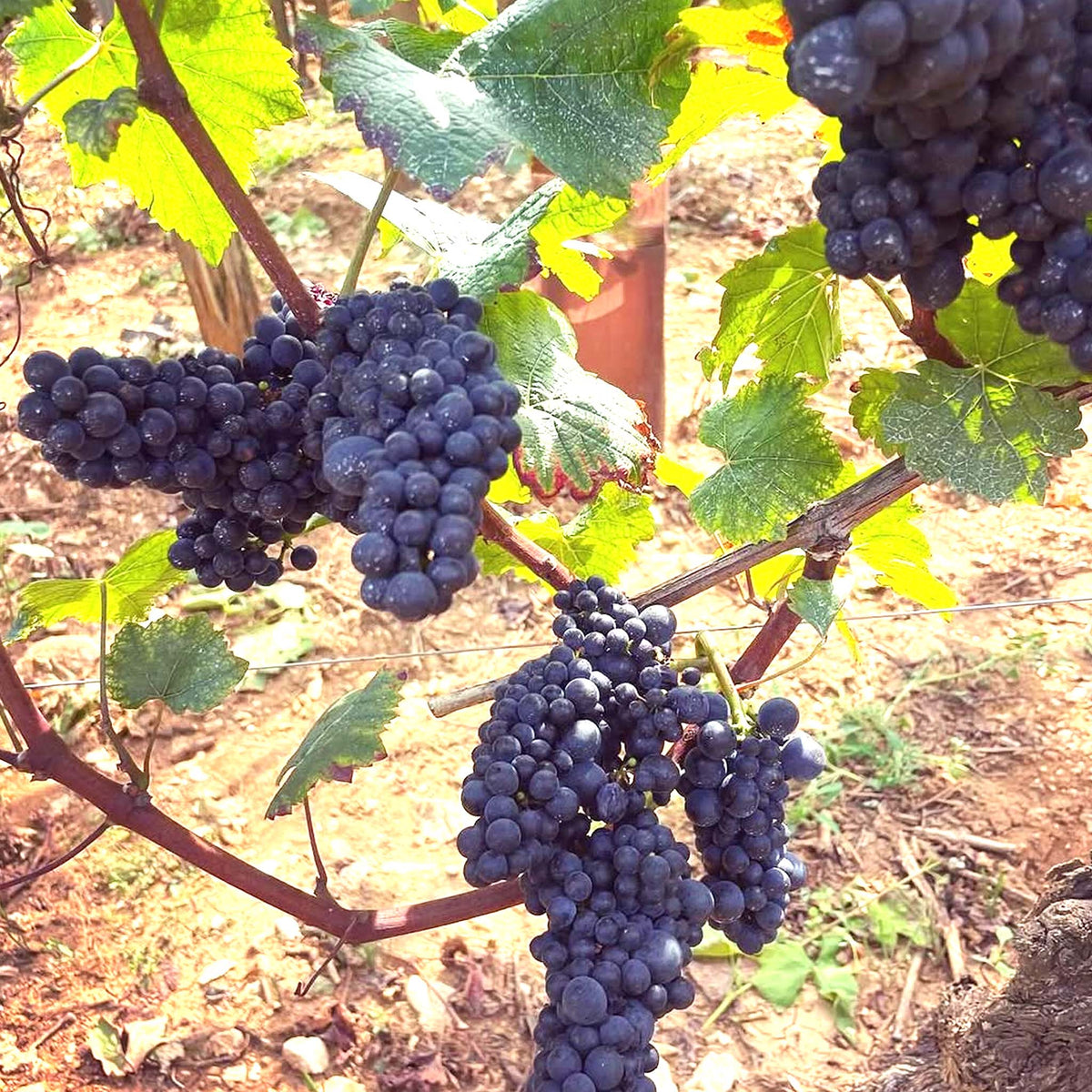 Benjamin Leroux Volnay 2023