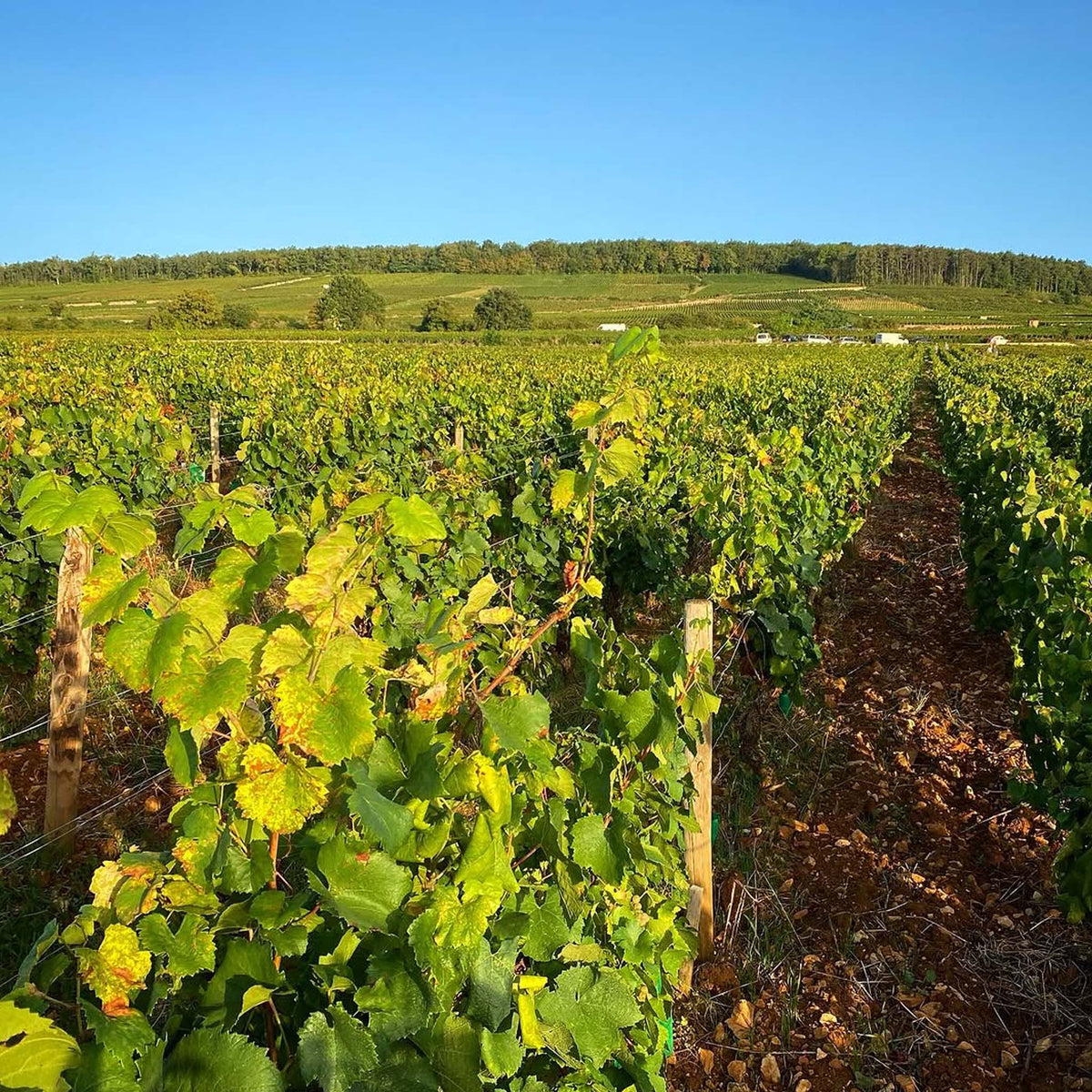 Benjamin Leroux Bourgogne Blanc 2023