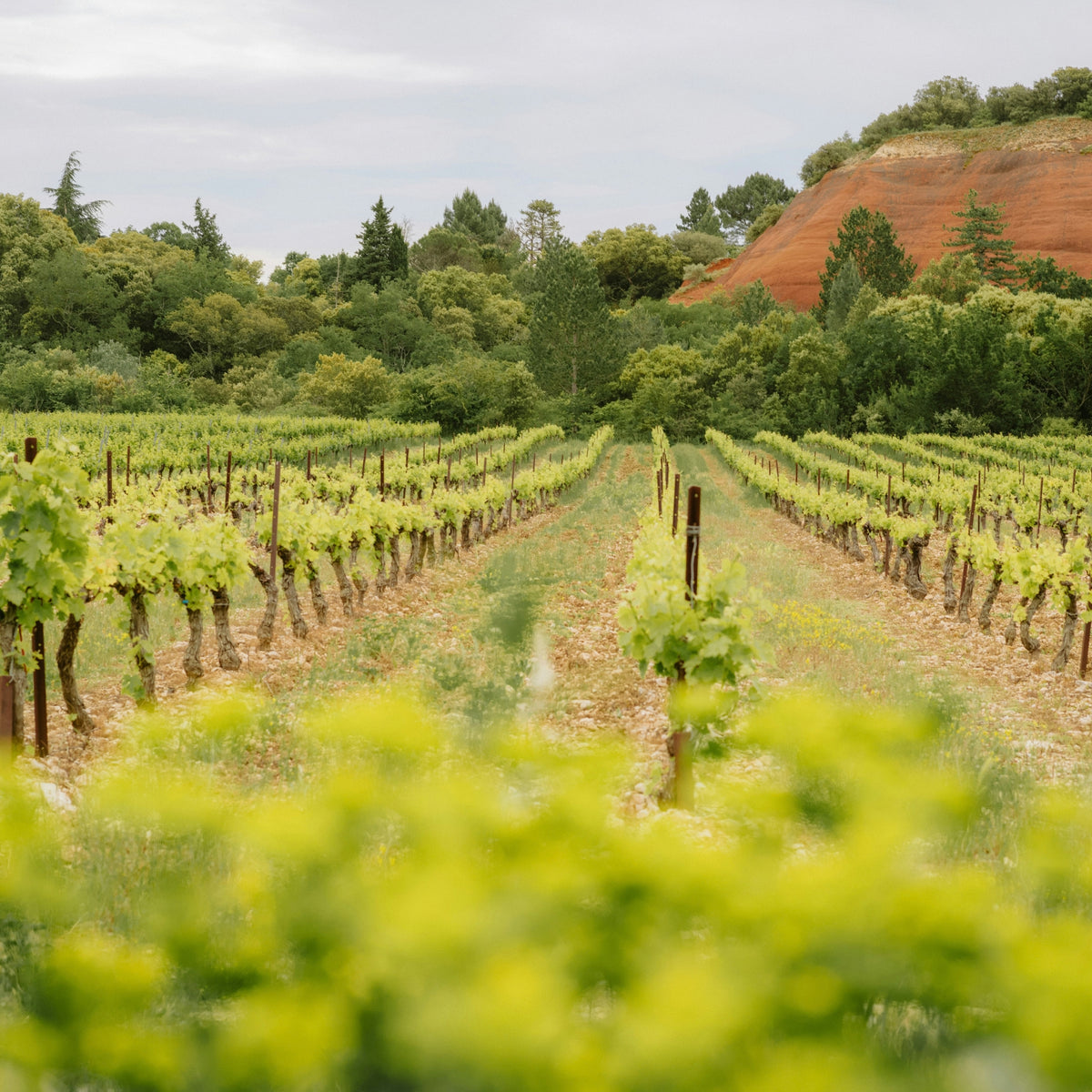 Domaine Bernard Defaix Chablis 1er Cru Côte de Léchet 2024