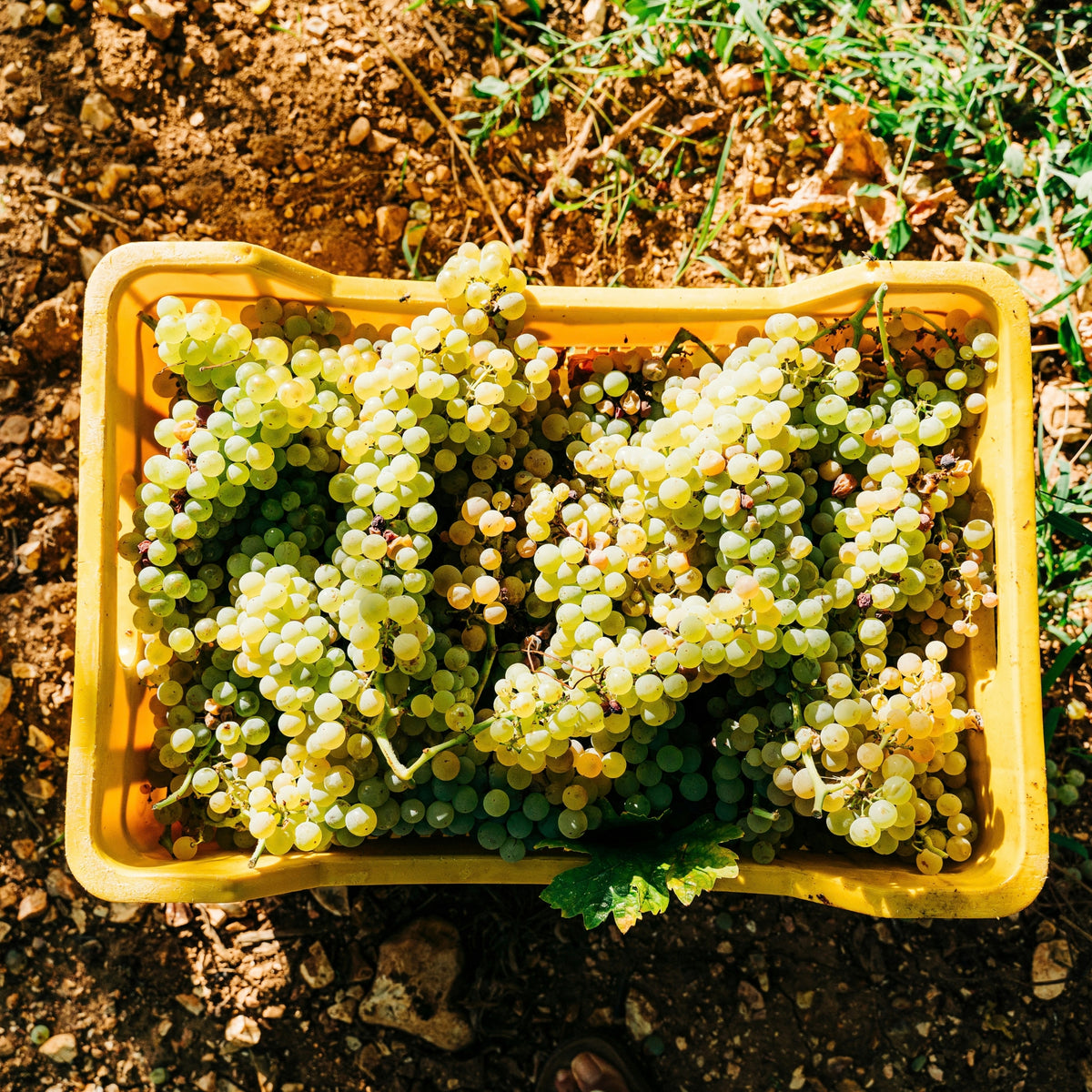 Domaine Bernard Defaix Chablis 1er Cru Côte de Léchet 2024