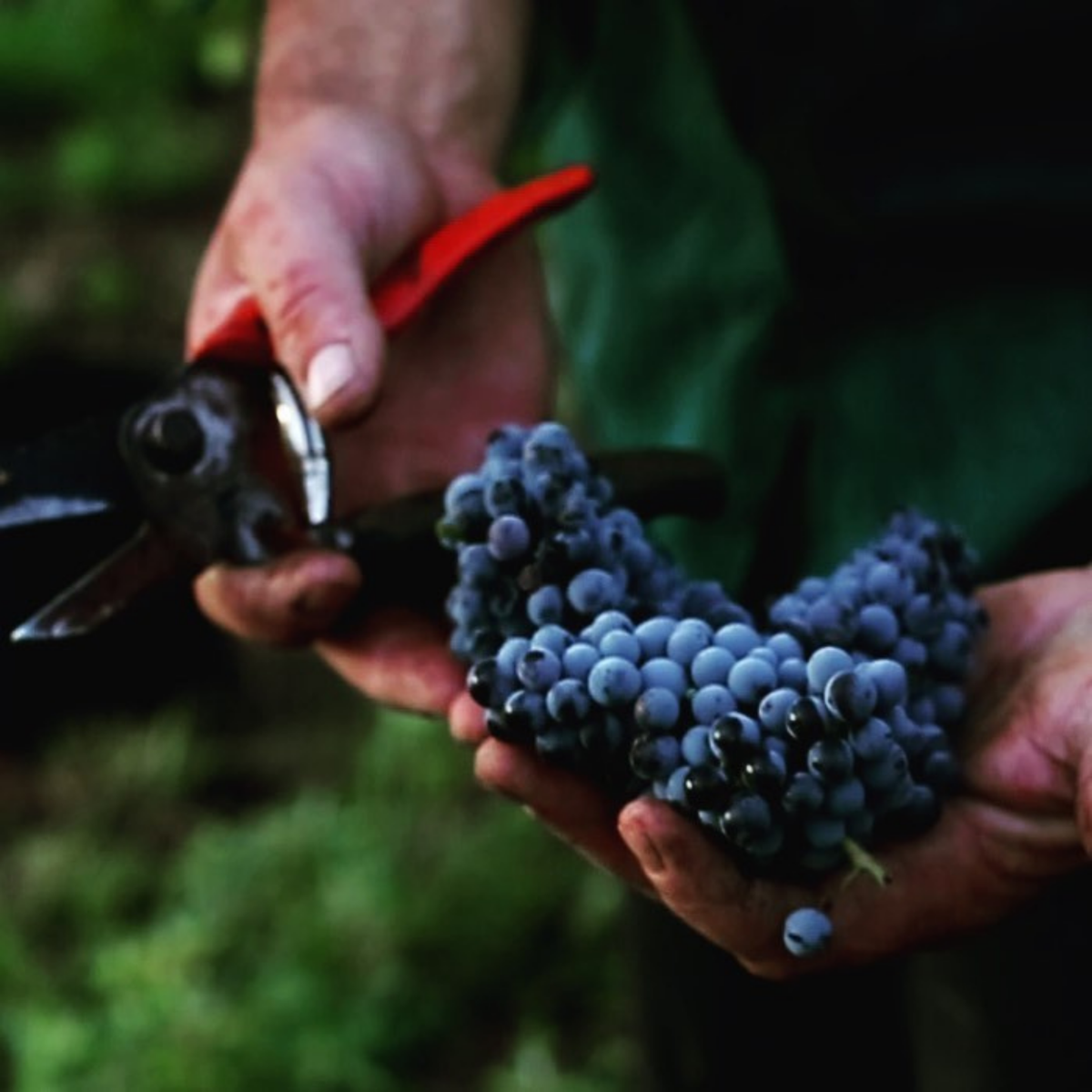 Head Over Heels Shiraz 2023