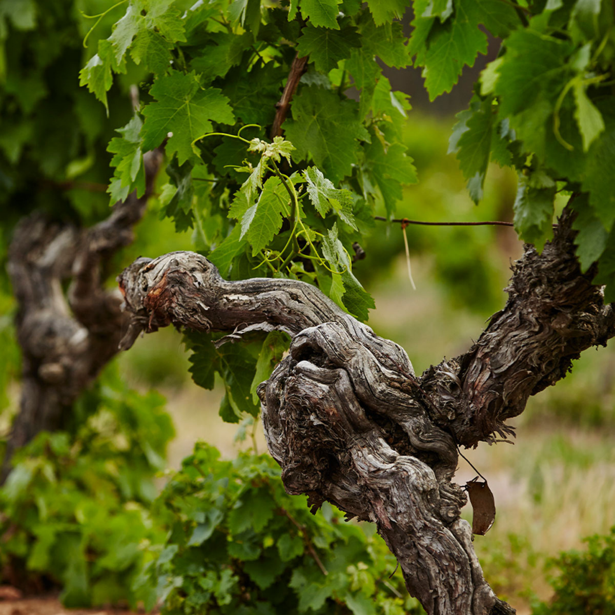 Best’s Great Western Bin No. 1 Shiraz 2021