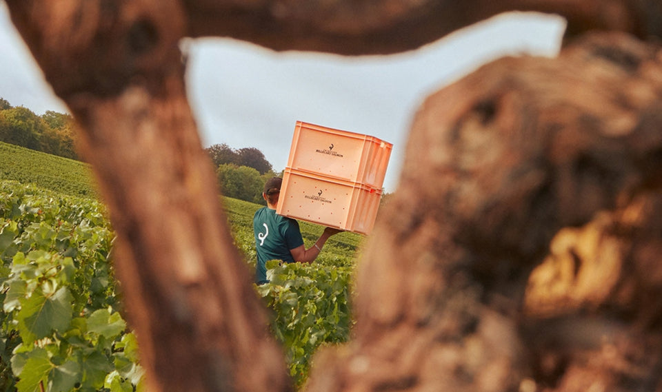 Vineyard brand story
