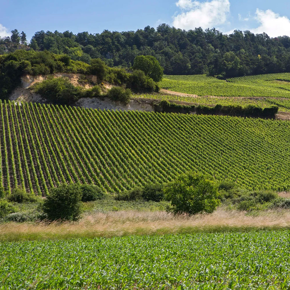 Bollinger La Côte aux Enfants Pinot Noir 2019