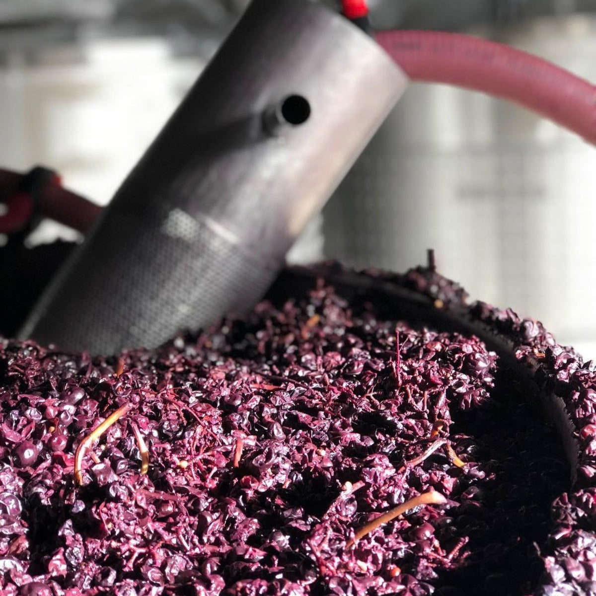 Brave Souls The Whaler Shiraz 2025