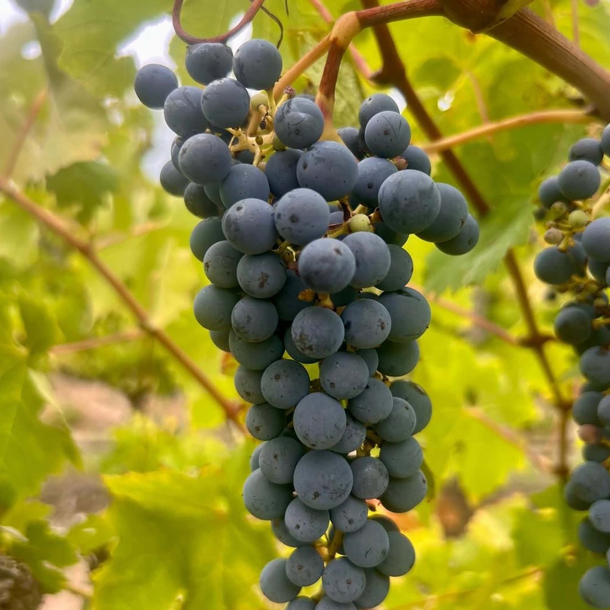 Bremerton Walter's Reserve Cabernet 2021
