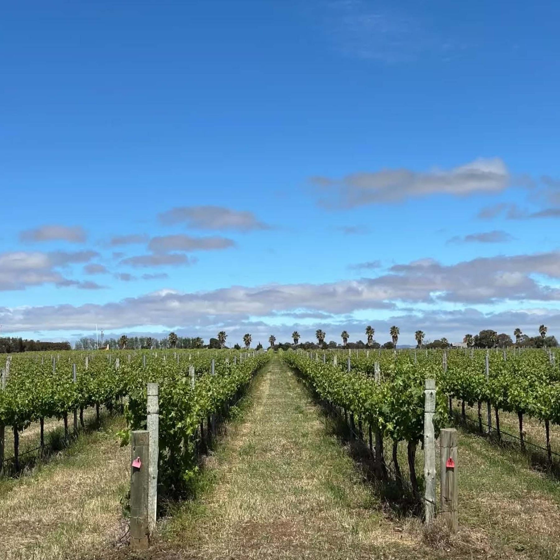 Bremerton Walter's Reserve Cabernet 2021