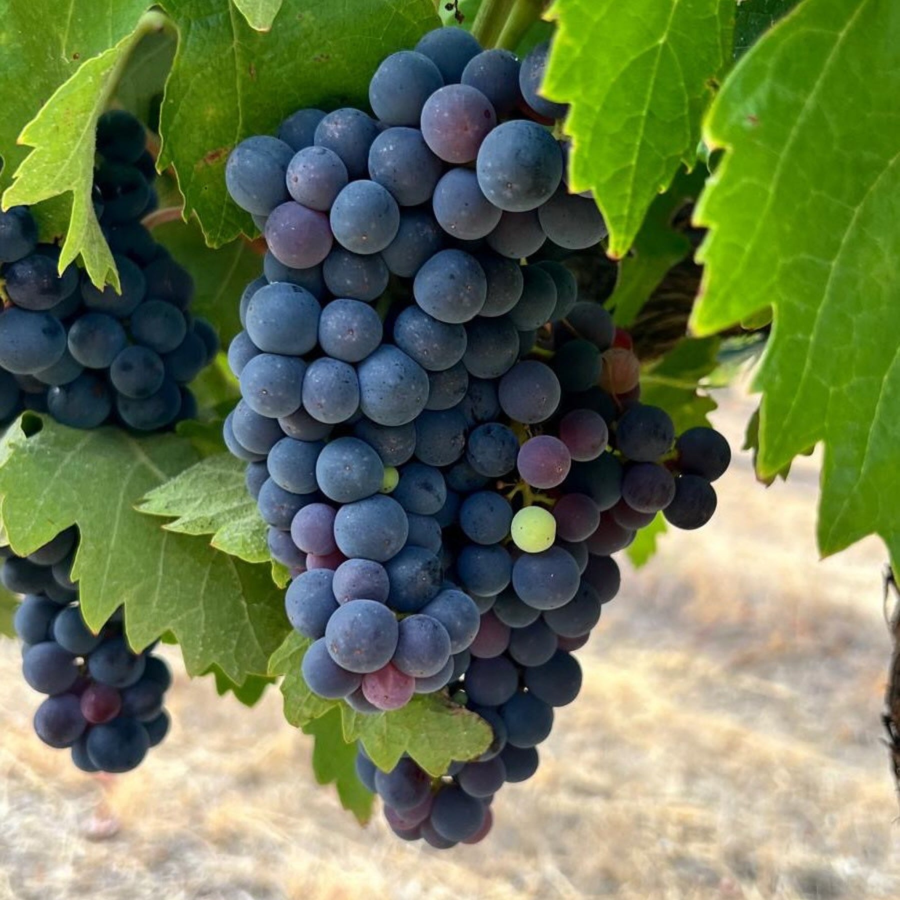 Bremerton Walter's Reserve Cabernet 2021
