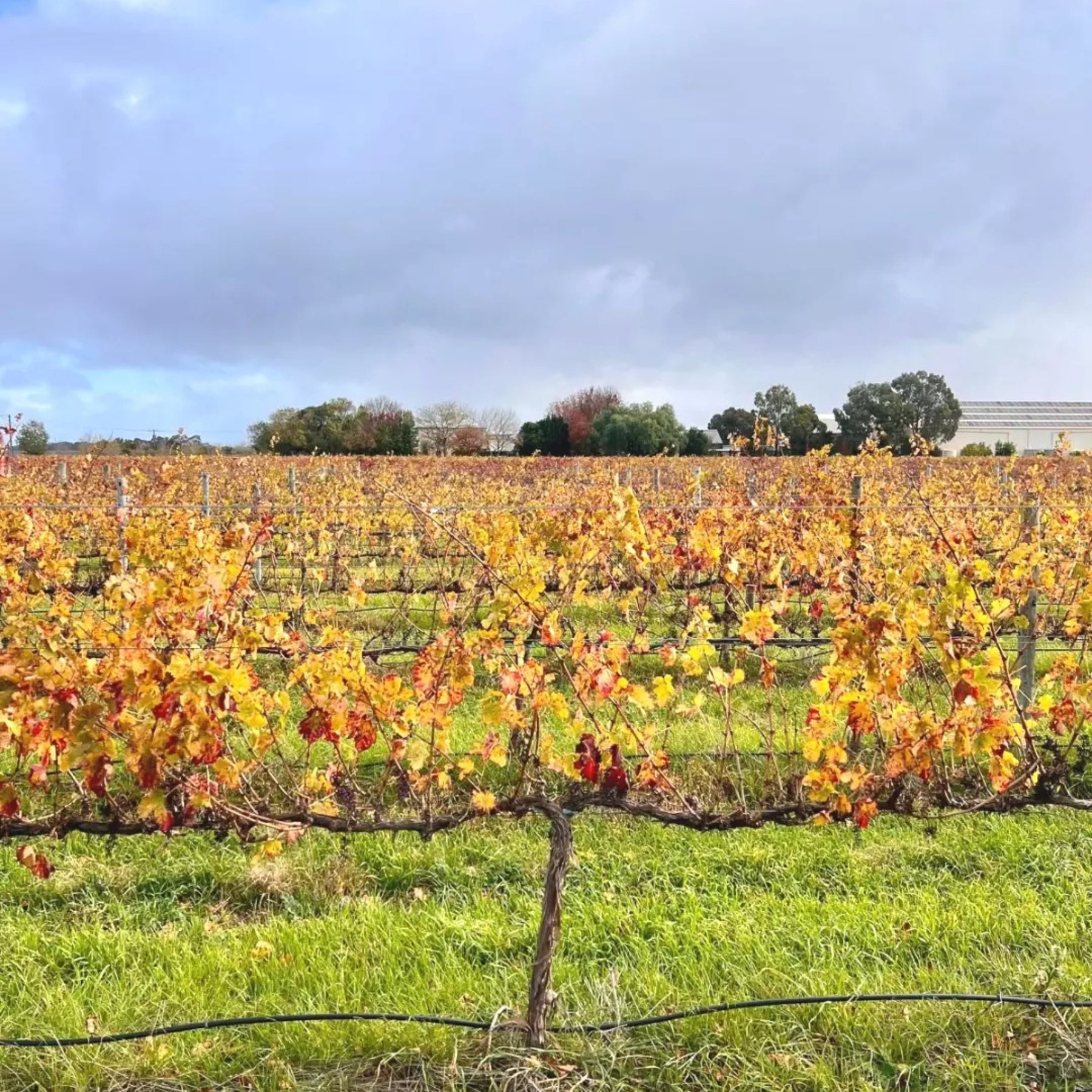 Bremerton Walter's Reserve Cabernet 2021
