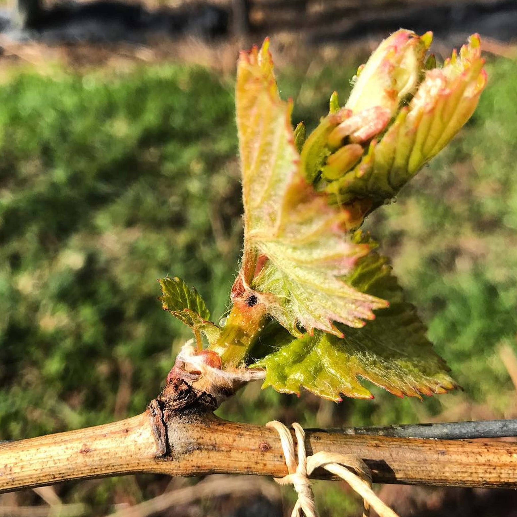 Bremley Vineyard Chardonnay 2025