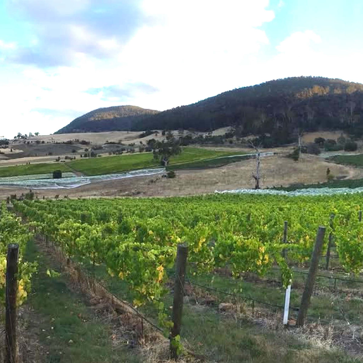 Bremley Vineyard Chardonnay 2024