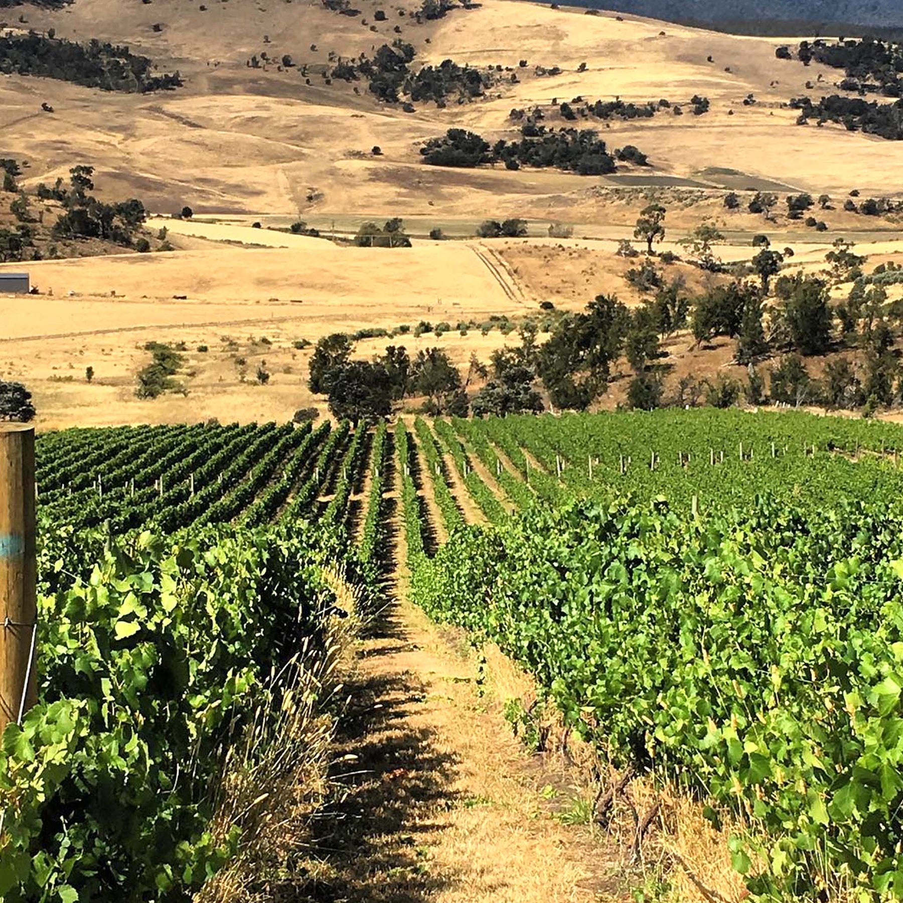 Bremley Vineyard Chardonnay 2025