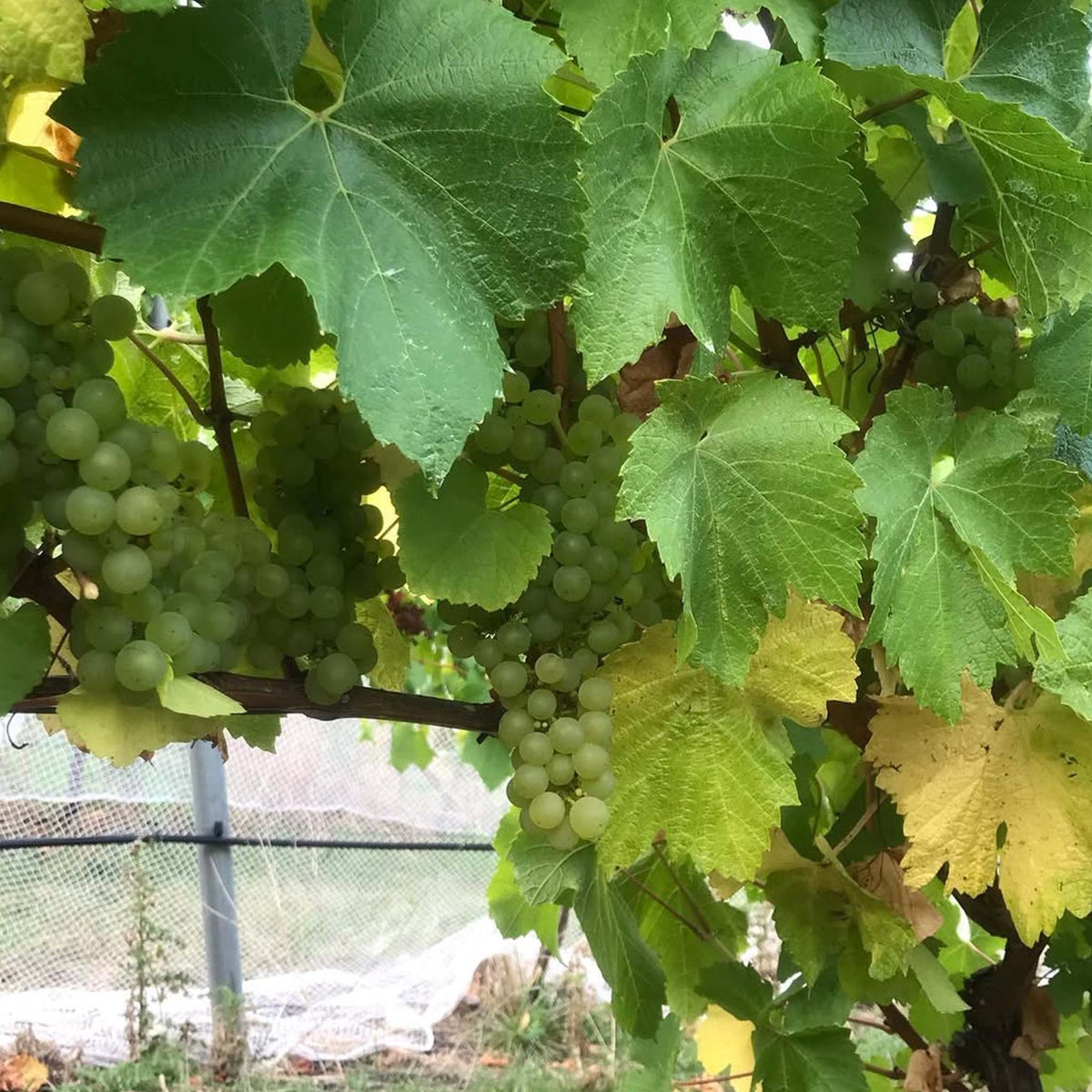 Bremley Vineyard Pinot Blanc 2024
