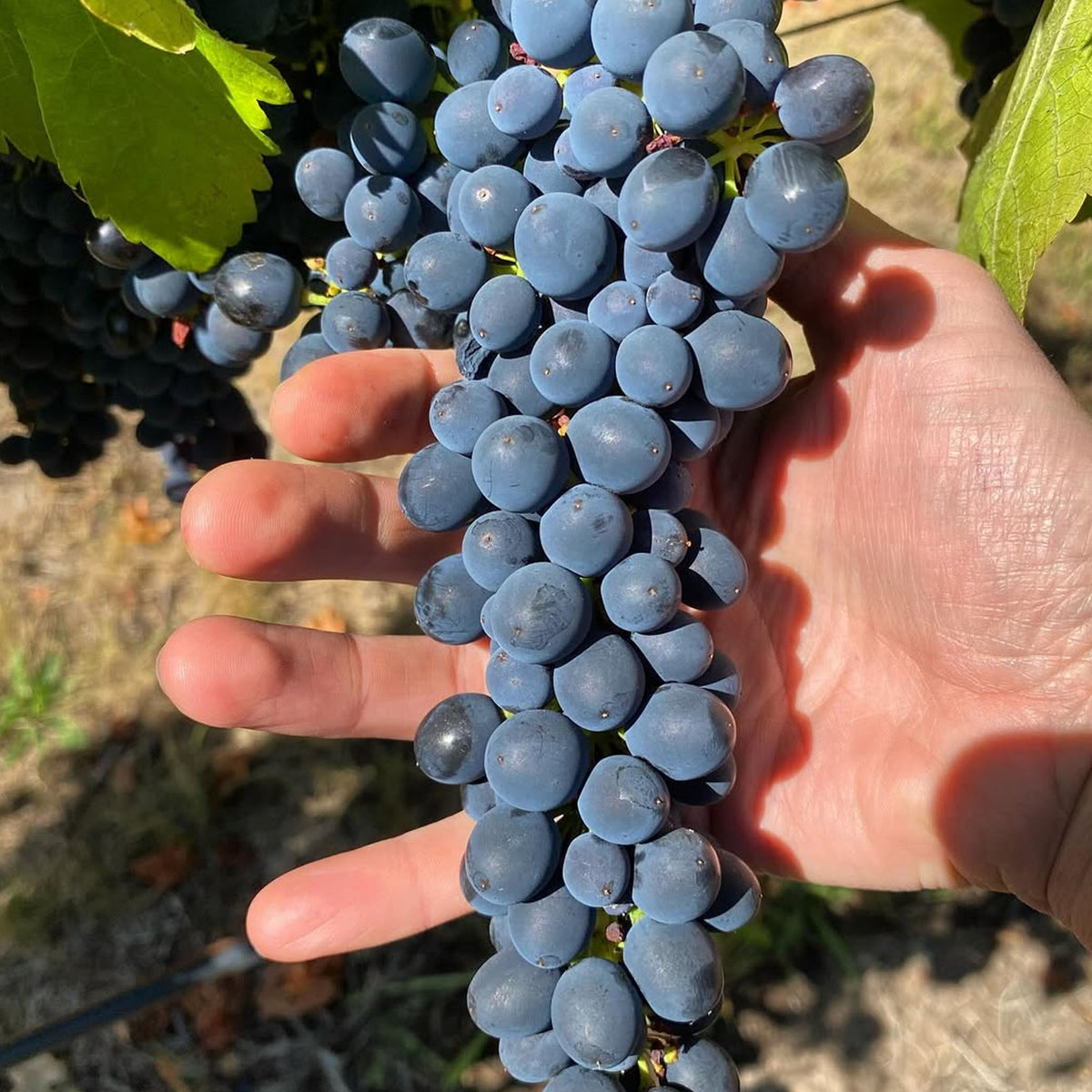 Pooley Cooinda Vale Oronsay Pinot Noir 2024