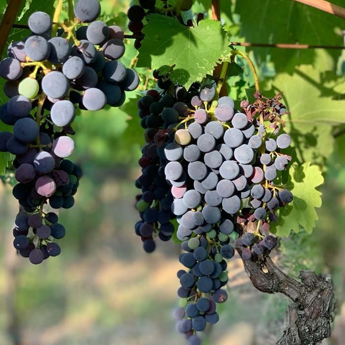 Buccia Nera Tenuta di Campriano Chianti Riserva 2018