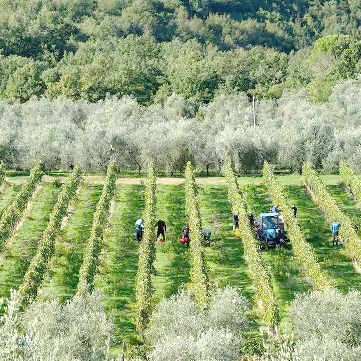 Buccia Nera Tenuta di Campriano Chianti Riserva 2018