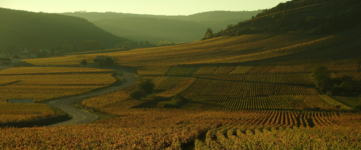 Burgundy Wine