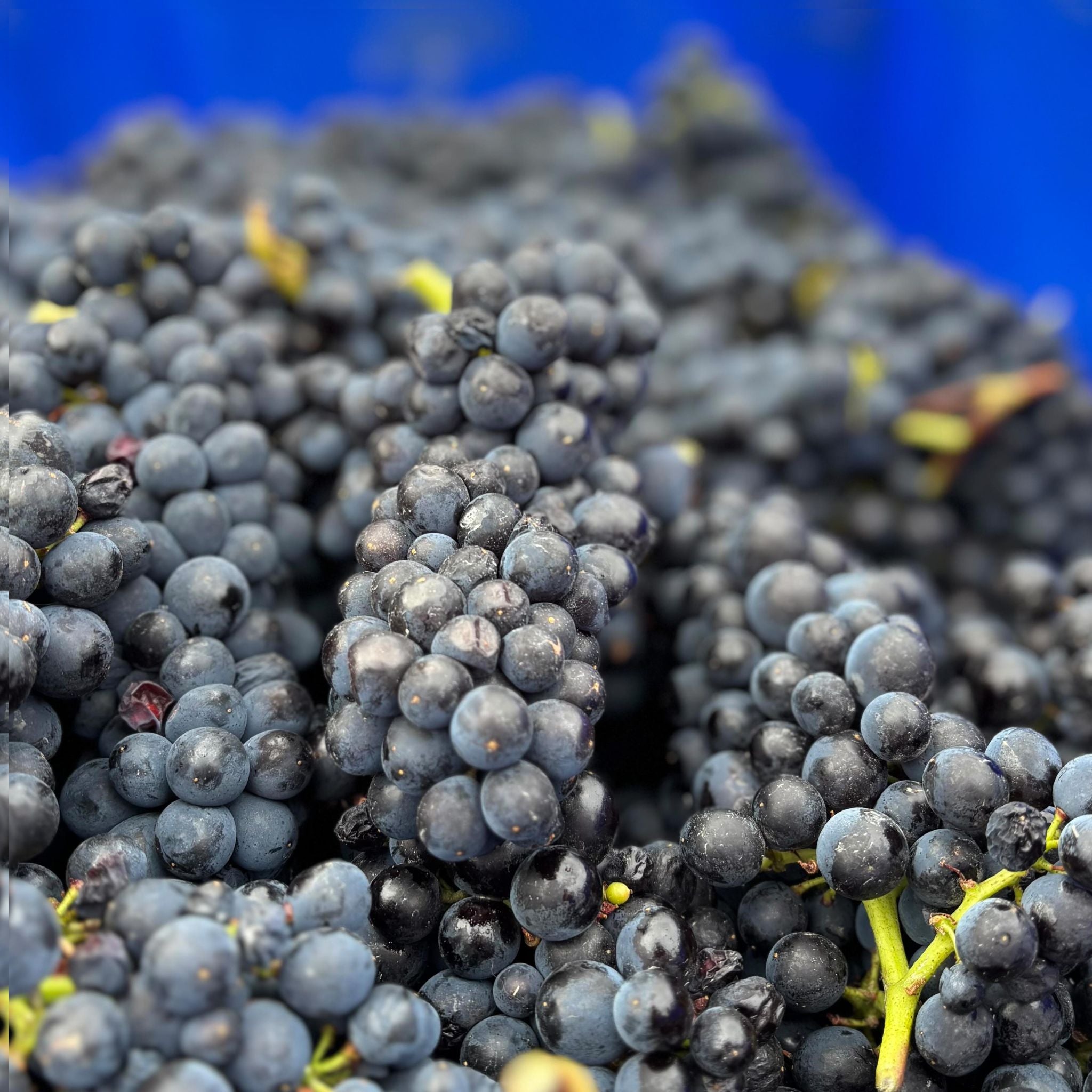 Burn Cottage Moonlight Race Pinot Noir 2023
