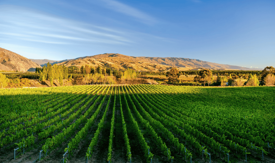 The Vineyard brand story