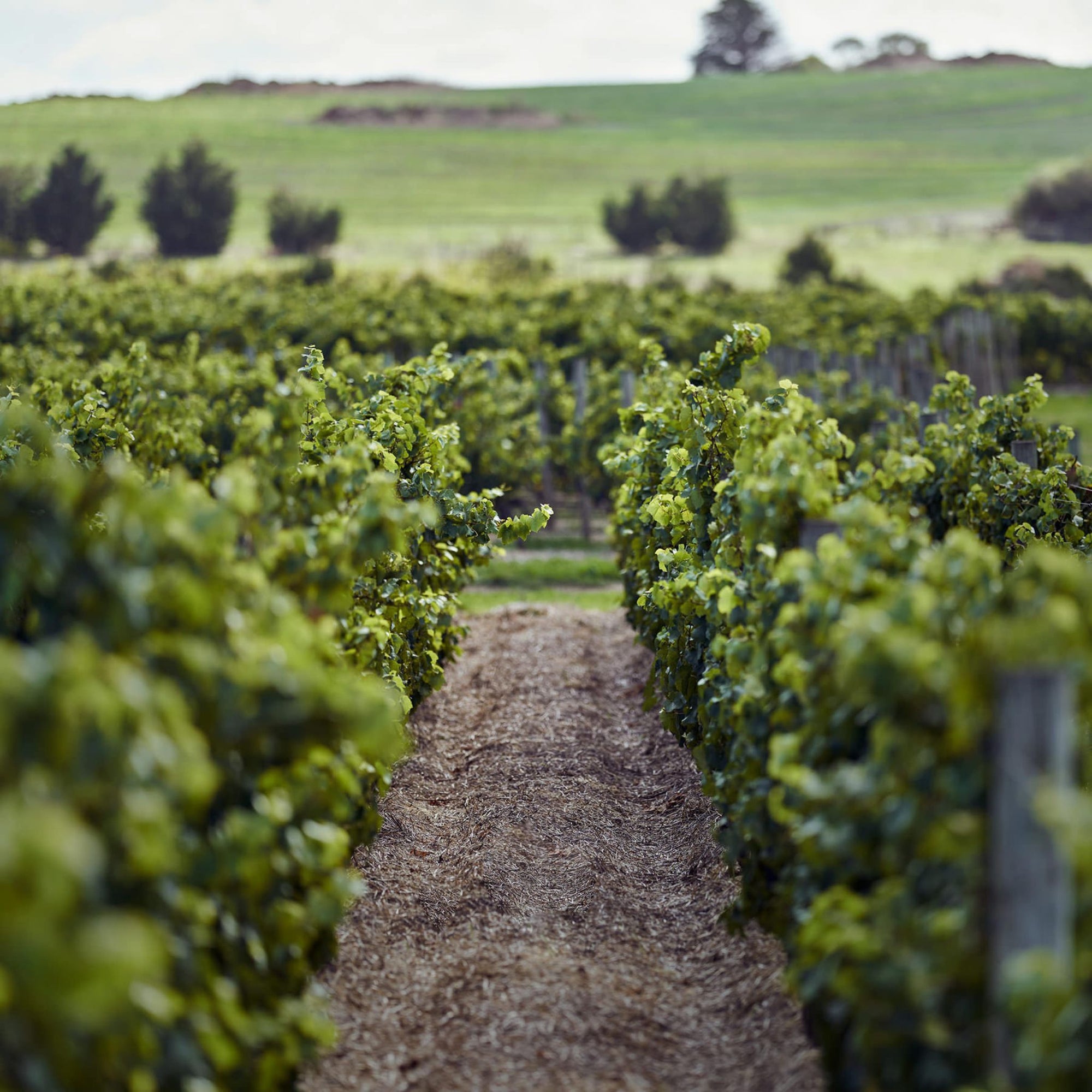 Farr Vineyard - Kent Street Cellars