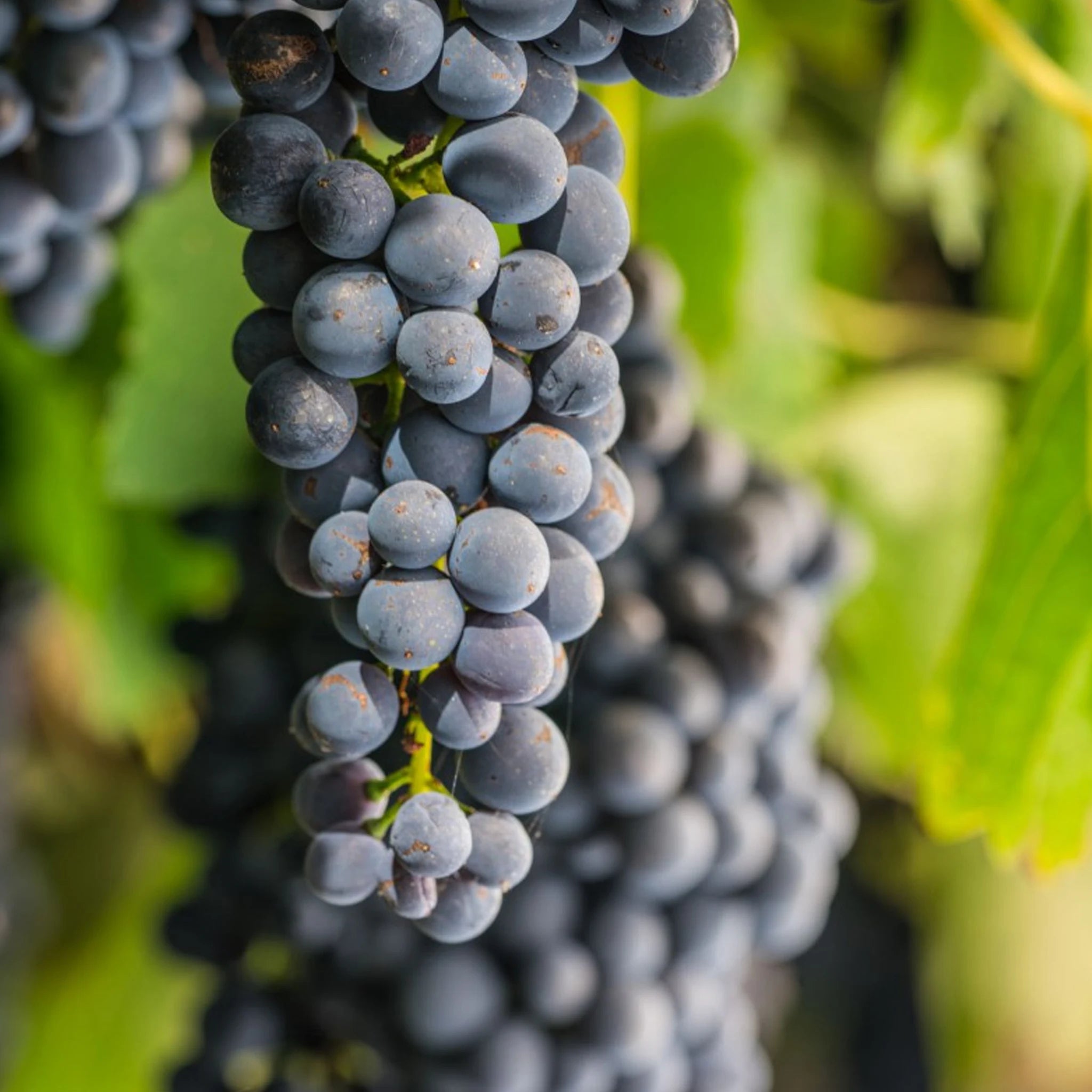 Irrewarra By Farr Pinot Noir 2024