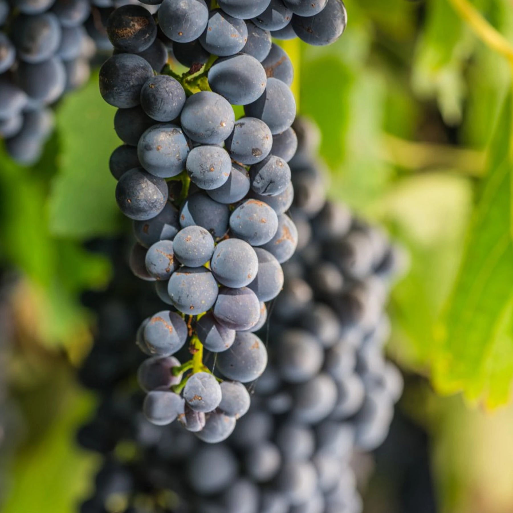Irrewarra By Farr Pinot Noir 2024