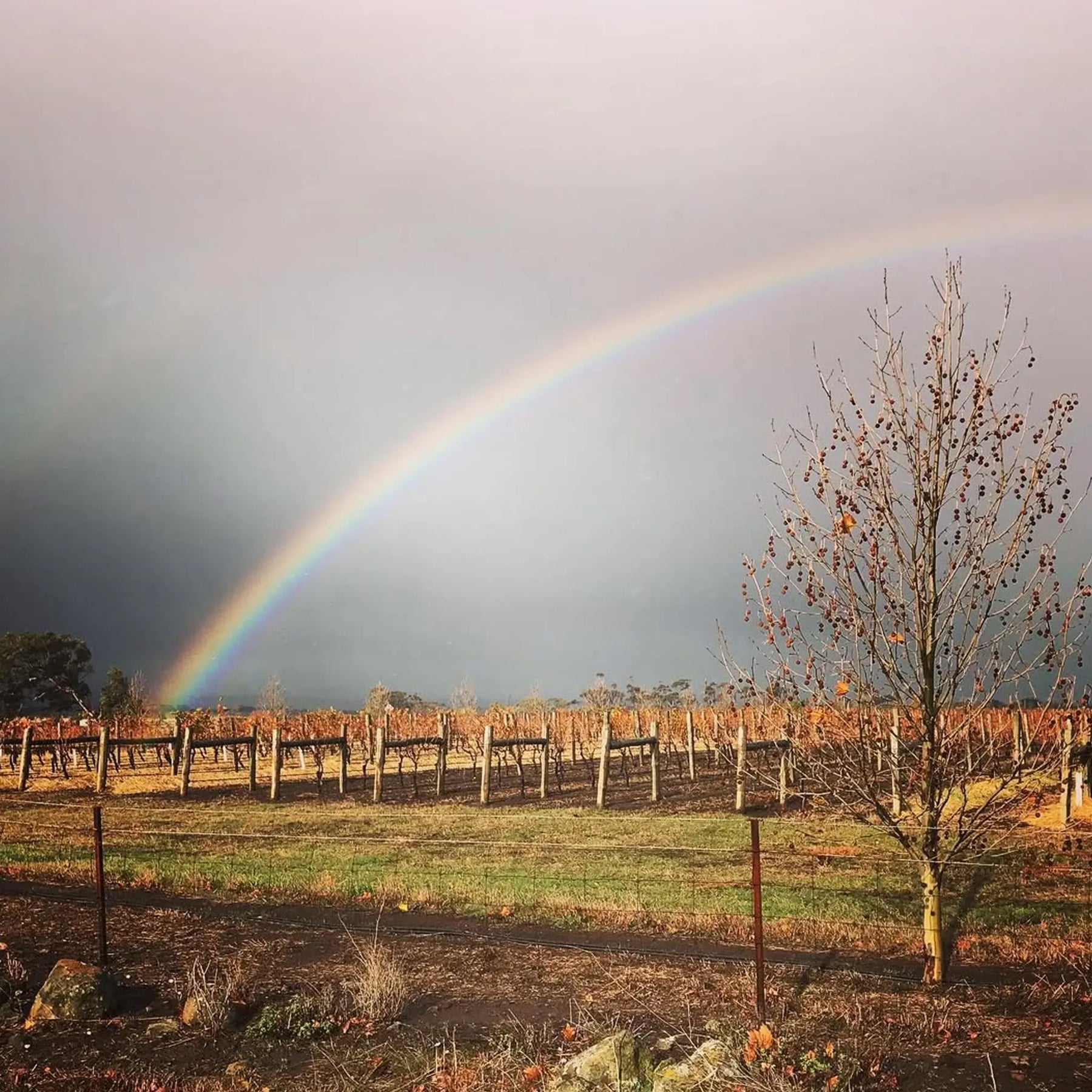 Irrewarra By Farr Pinot Noir 2024
