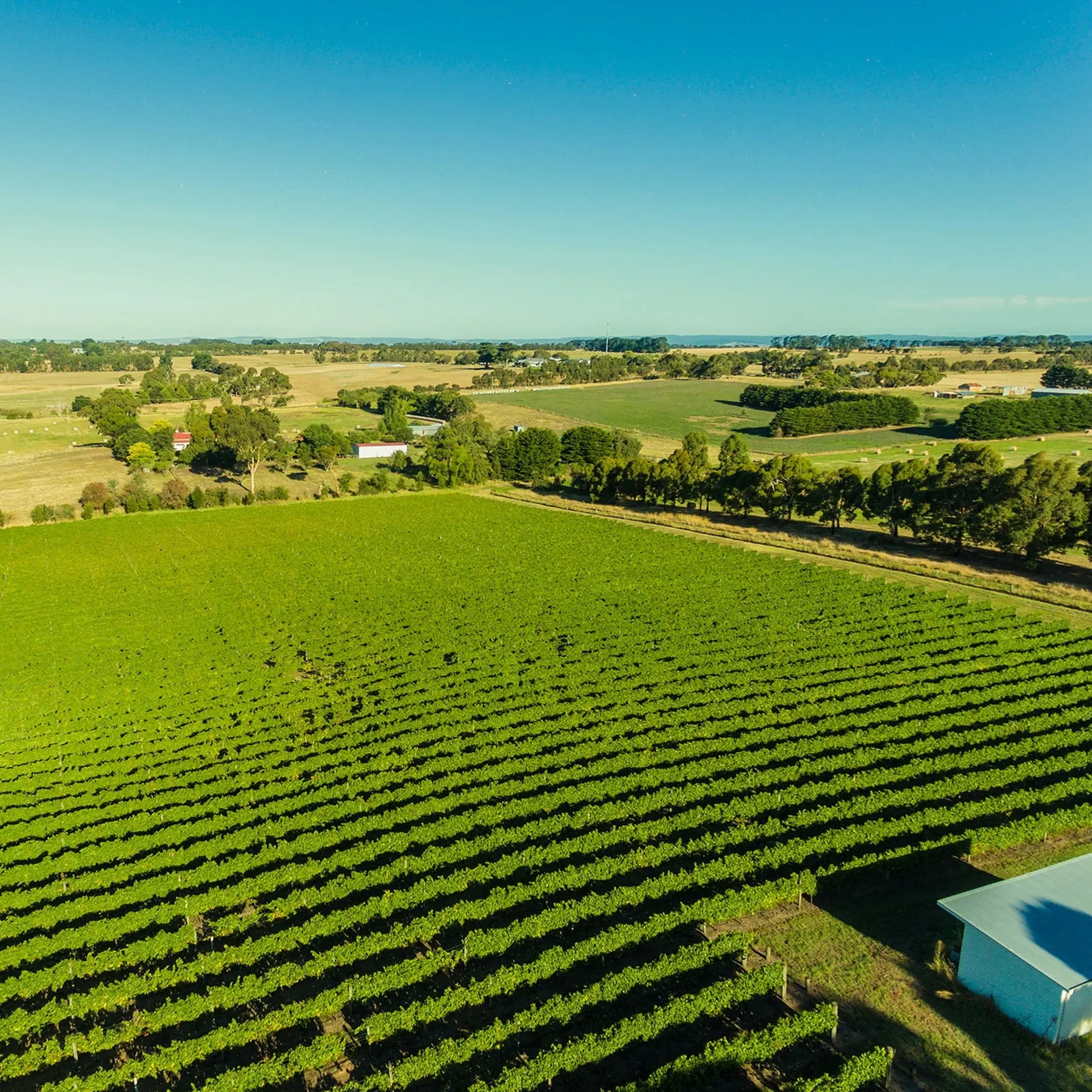 Irrewarra By Farr Pinot Noir 2024