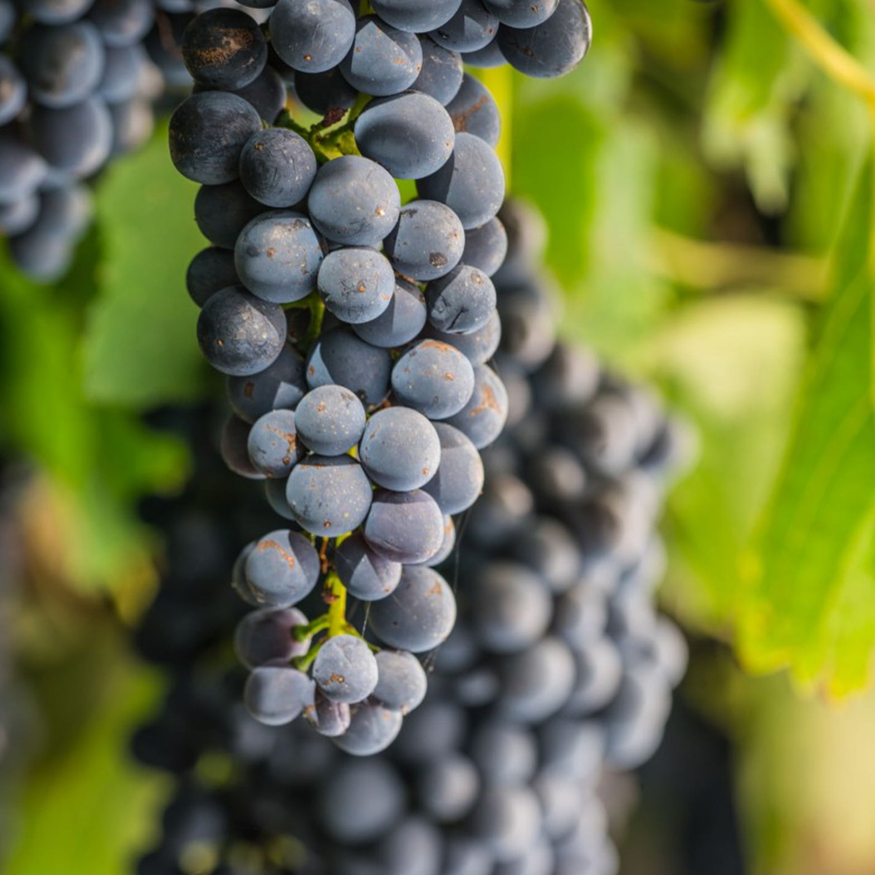 Farr Rising Geelong Pinot Noir 2024