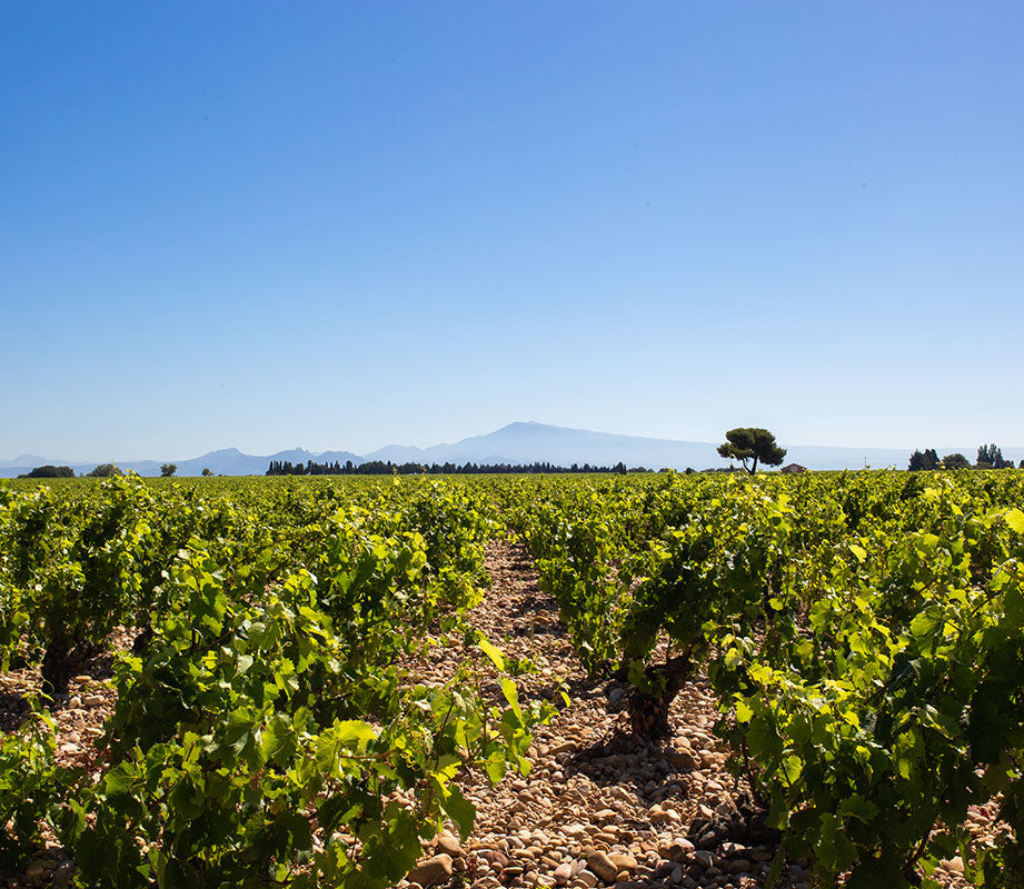 The Vineyard | Chat Mont Redon CNDP