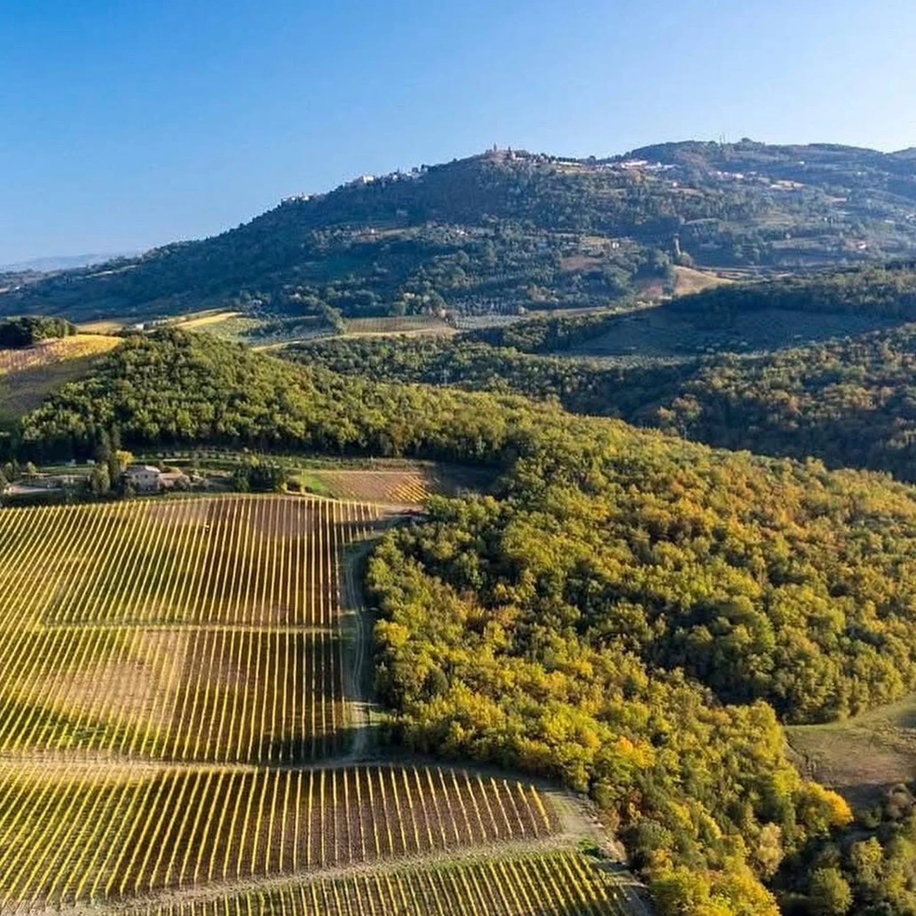 Canalicchio di Sopra Brunello di Montalcino Montosoli 2021