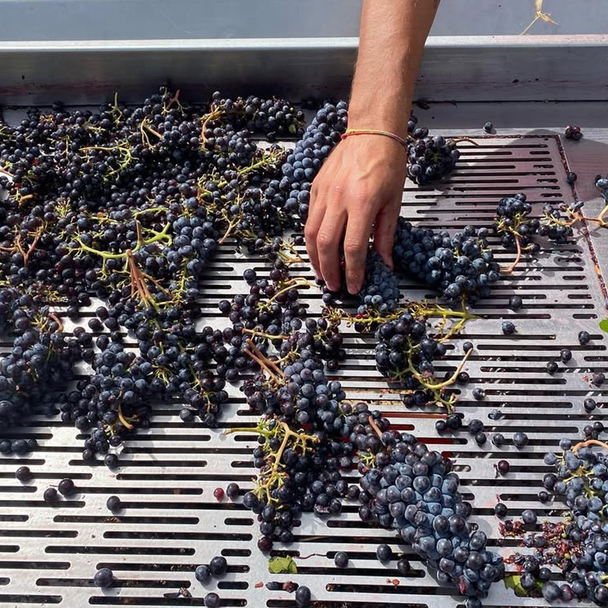 Canalicchio di Sopra Rosso di Montalcino 2023