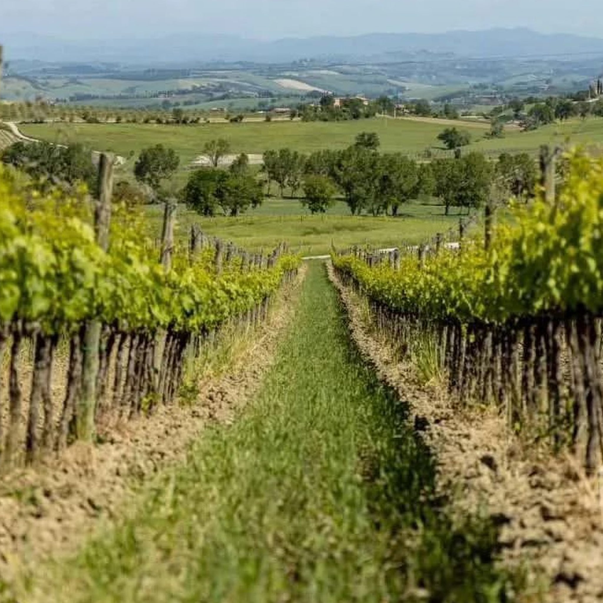 Canalicchio di Sopra Rosso di Montalcino 2023