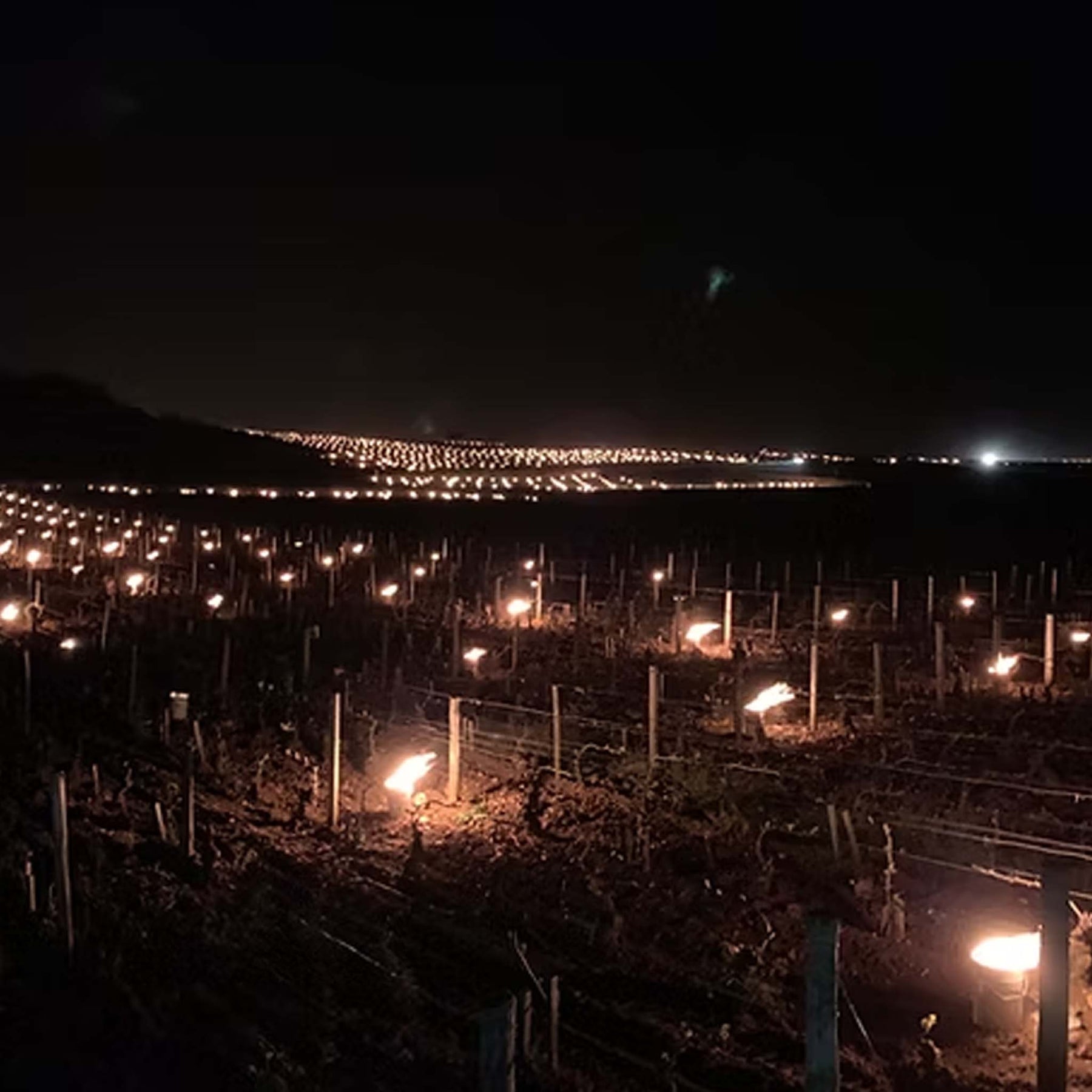 Caroline Morey Beaune 1er Cru Greves Blanc 2023