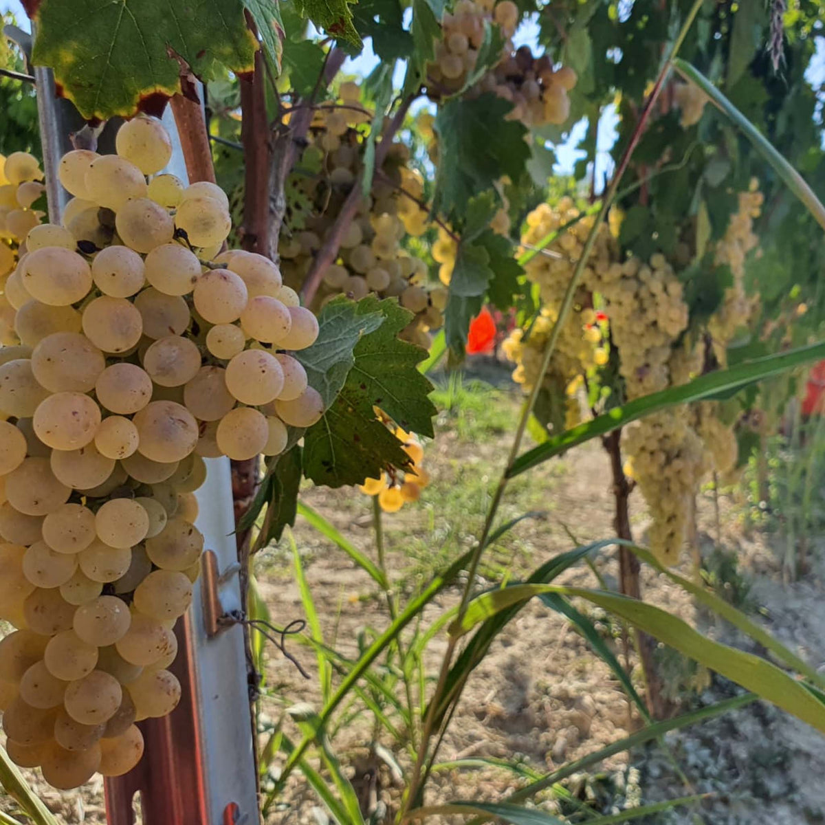 Cascina Ghercina Langhe Nas-cetta 2020