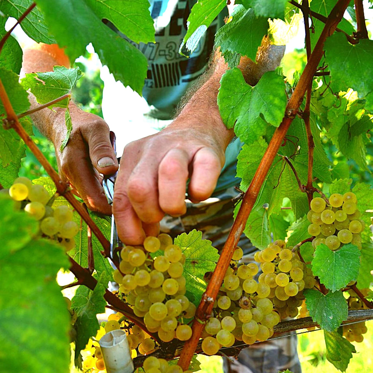 Cascina Ghercina Langhe Nas-cetta 2020