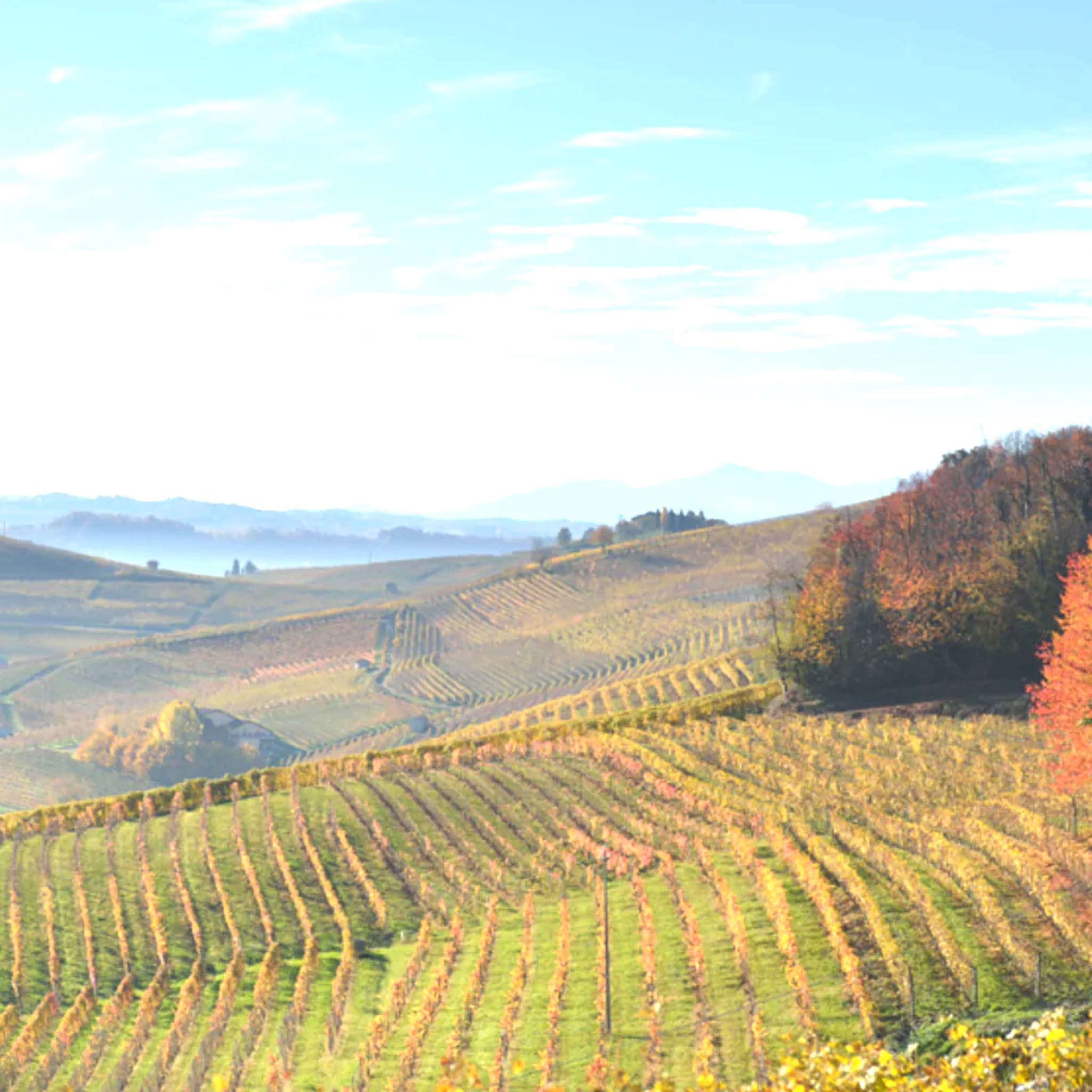 Cascina Ghercina Langhe Nas-cetta 2020